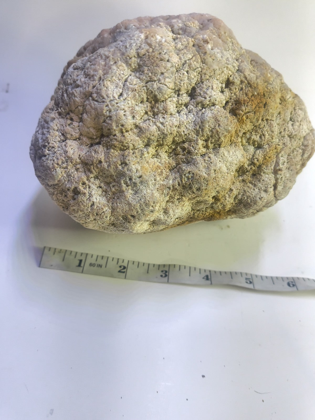 Exact Kentucky Geode Rattler, 7 Inch Hollow Crystal Specimen, Unopened 17 Inch Circ – Fishing Creek, KY