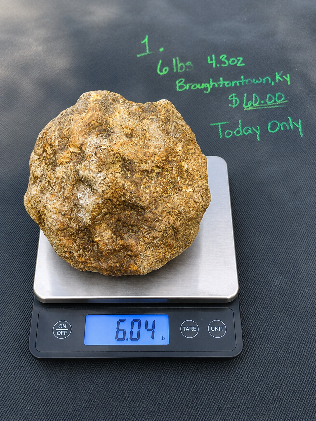 6 lb 4.3 oz Unopened Large Kentucky Geode Nodule, Natural Crystal Quartz, Lapidary – Fishing Creek, KY