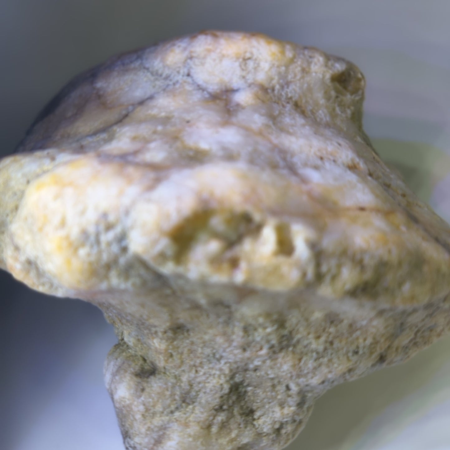 5.81 lb Kentucky Fossil Geode, Horn Coral Crinoid, 7.5 Inch, Hand Picked KY Natural – Fishing Creek, KY