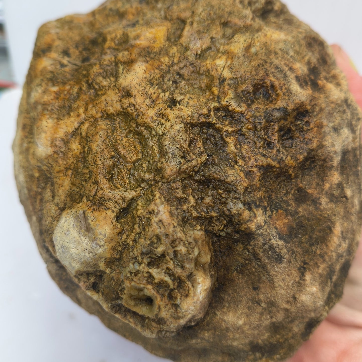 4.44 lb Kentucky Geode, Unopened Exact Specimen, Natural Whole Geode – Fishing Creek, KY
