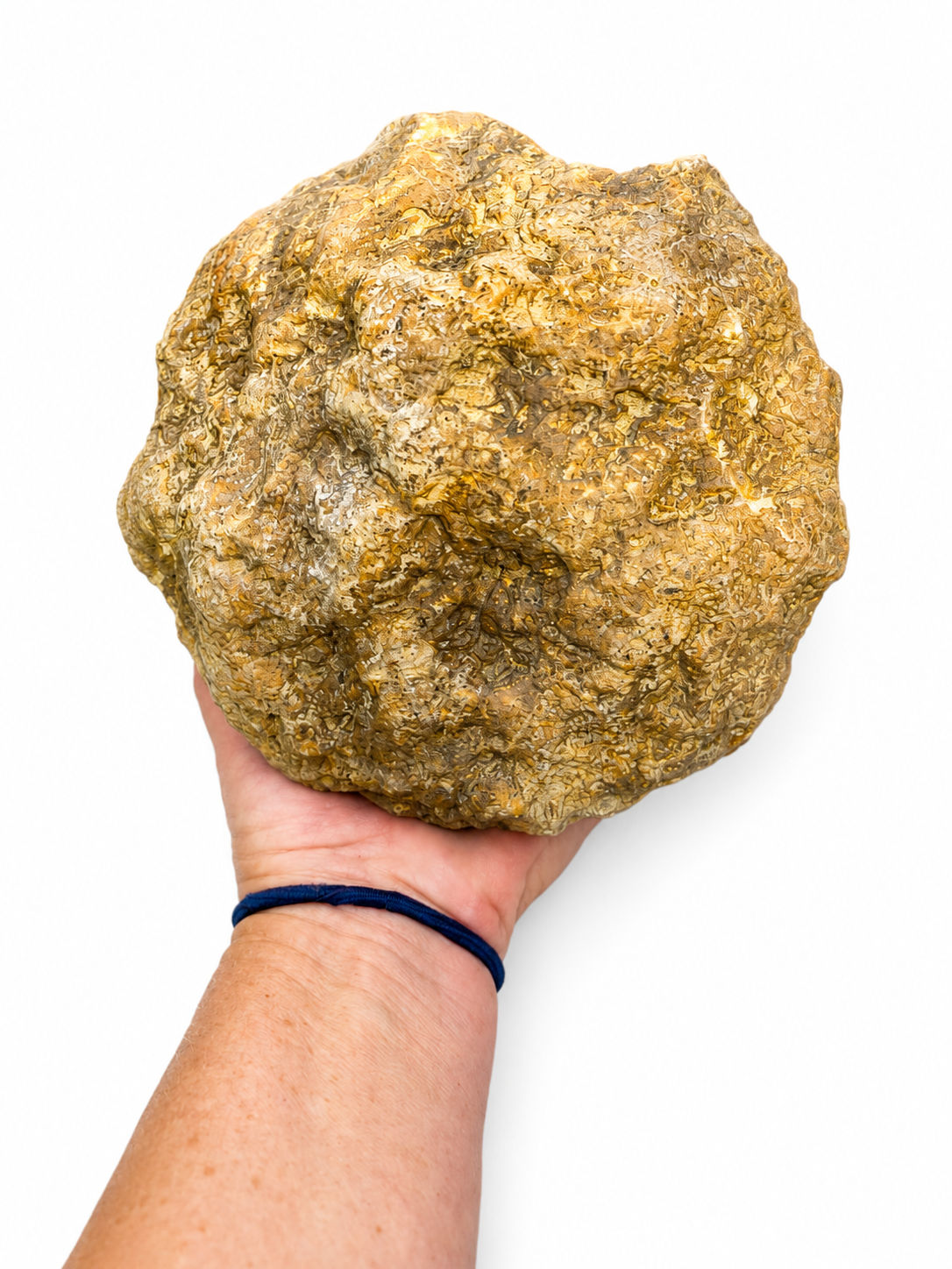 6 lb 4.3 oz Unopened Large Kentucky Geode Nodule, Natural Crystal Quartz, Lapidary – Fishing Creek, KY