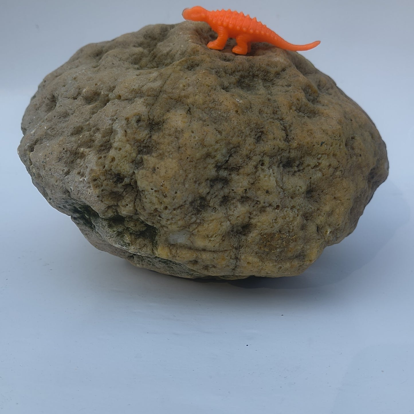 9.25 lb Unopened Large Geode Nodule, Natural Kentucky Crystal Quartz, Uncut – Fishing Creek, KY