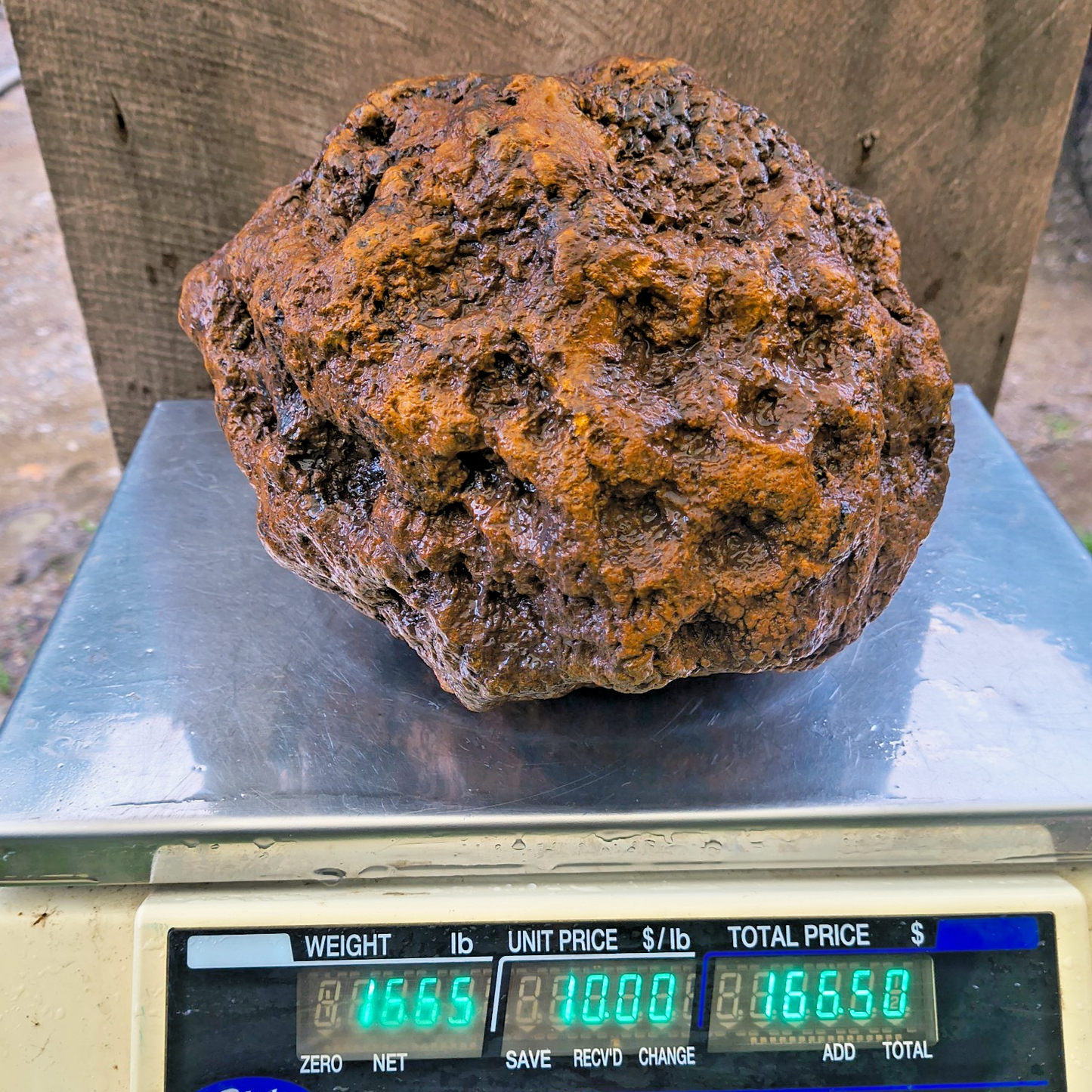 HUGE 16.67 lb Kentucky Geode, 24 Inch Circumference, Uncracked Potential Hollow Rock – Hand-Collected at Fishing Creek, KY