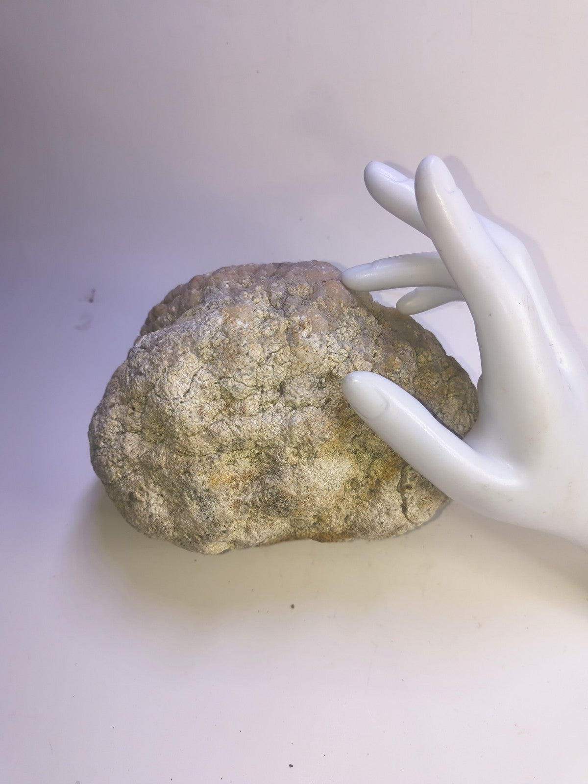 Exact Kentucky Geode Rattler, 7 Inch Hollow Crystal Specimen, Unopened 17 Inch Circ – Fishing Creek, KY