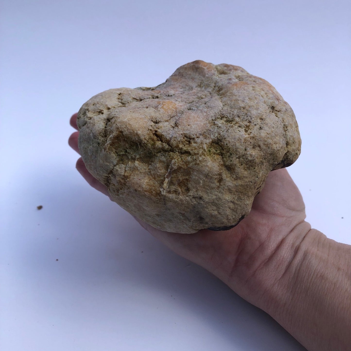 1.28 lb Kentucky Geode Hollow Nodule, Unopened, Natural Quartz Crystal Rock – Hand-Collected at Fishing Creek, KY