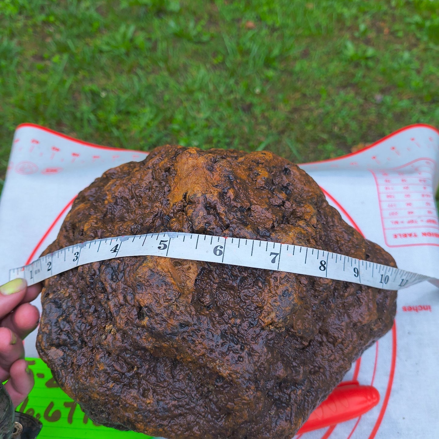 HUGE 16.67 lb Kentucky Geode, 24 Inch Circumference, Uncracked Potential Hollow Rock – Hand-Collected at Fishing Creek, KY