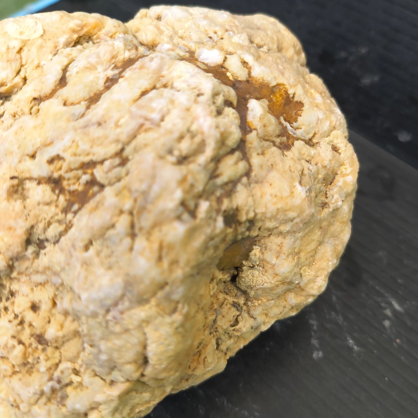 3.67 lb Natural Kentucky Geode, Unopened Whole Exact Specimen, 14 Inch Circ, Bonus – Fishing Creek, KY