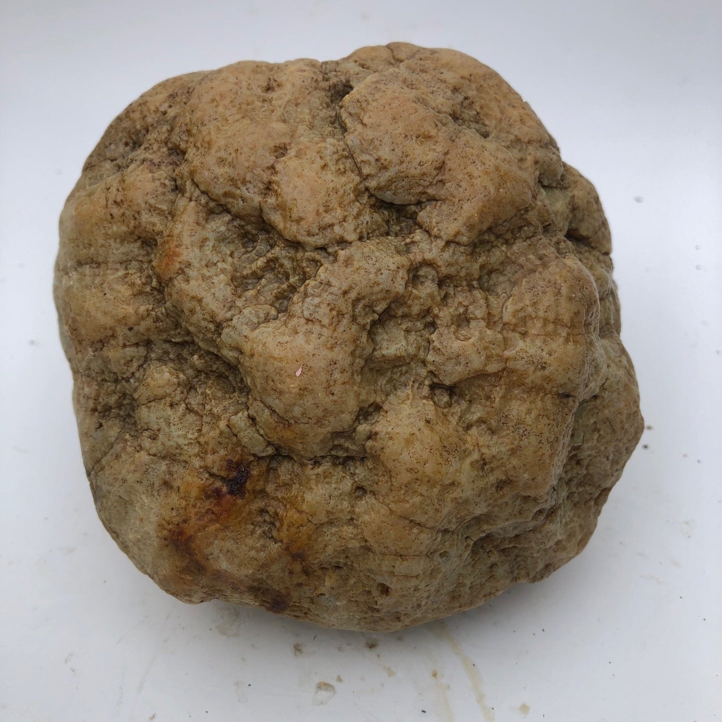 3.68 lb Open Face Kentucky Geode, Chalcedony Botryoidal Quartz, Exact Specimen – Fishing Creek, KY