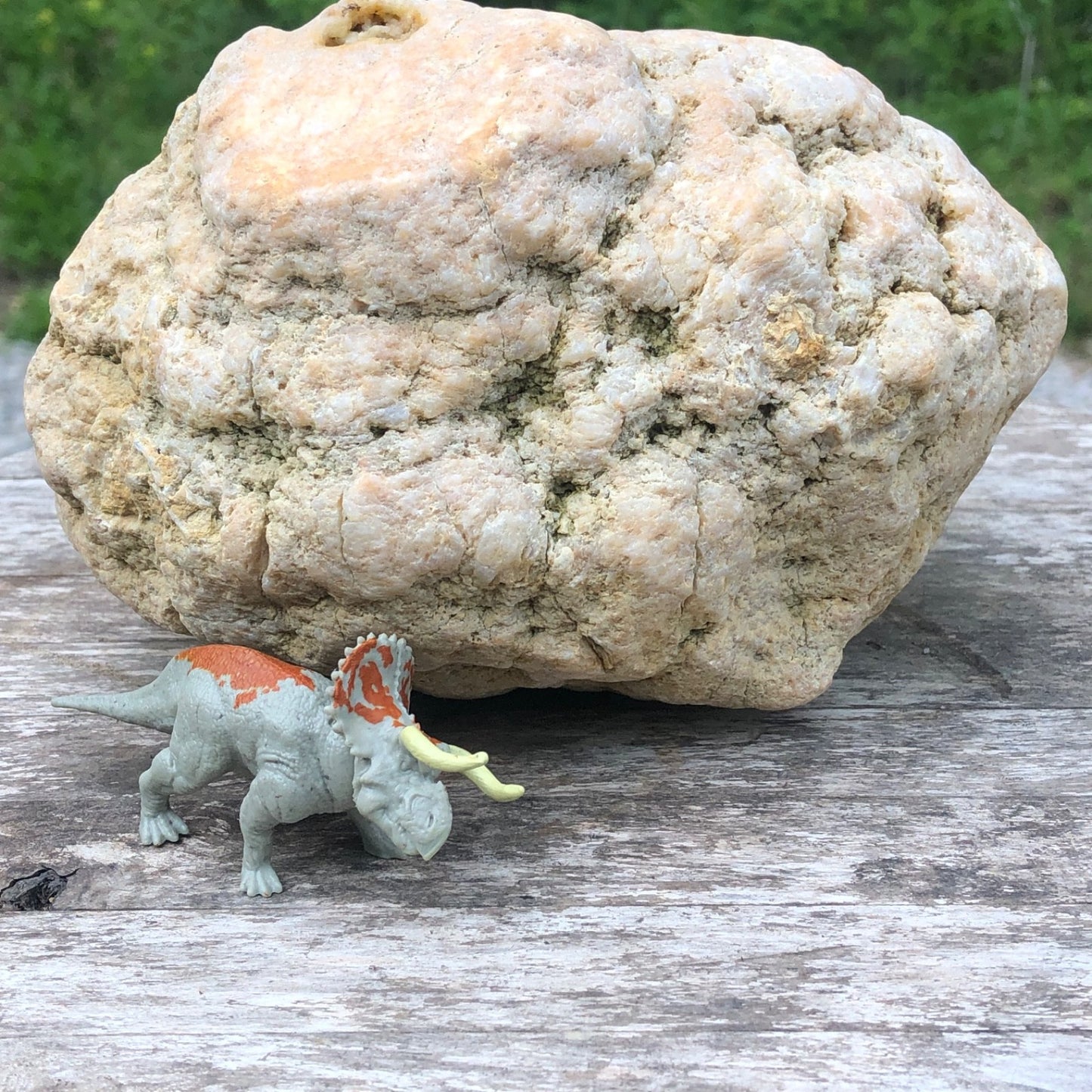 Unopened Kentucky Geode — 7" Wide Large Display Nodule, Crack Your Own