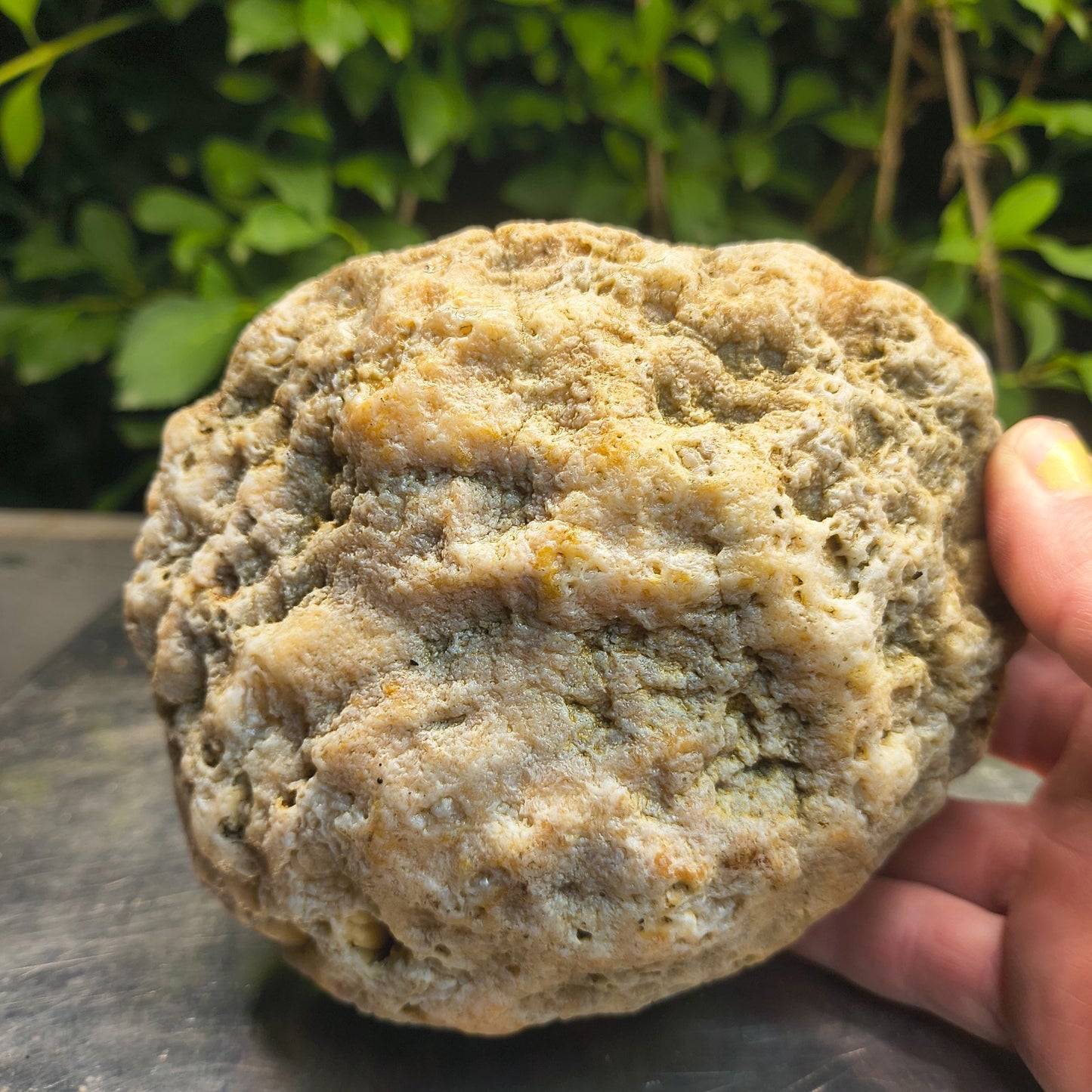 2.84 lb Kentucky Rattler Geode, Exact Unopened Natural Crystal Specimen – Fishing Creek, KY