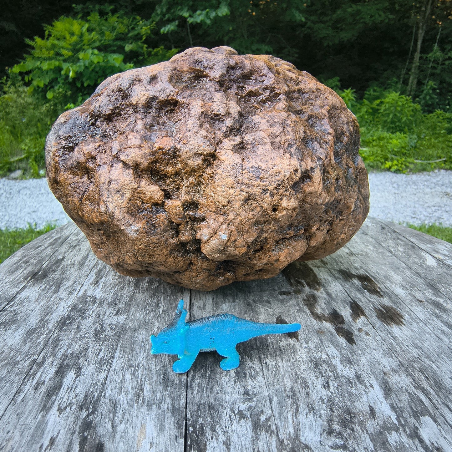 10.07 lb Kentucky Geode, Unopened, Natural Crystal Geode + Bonus – Hand-Collected at Fishing Creek, KY