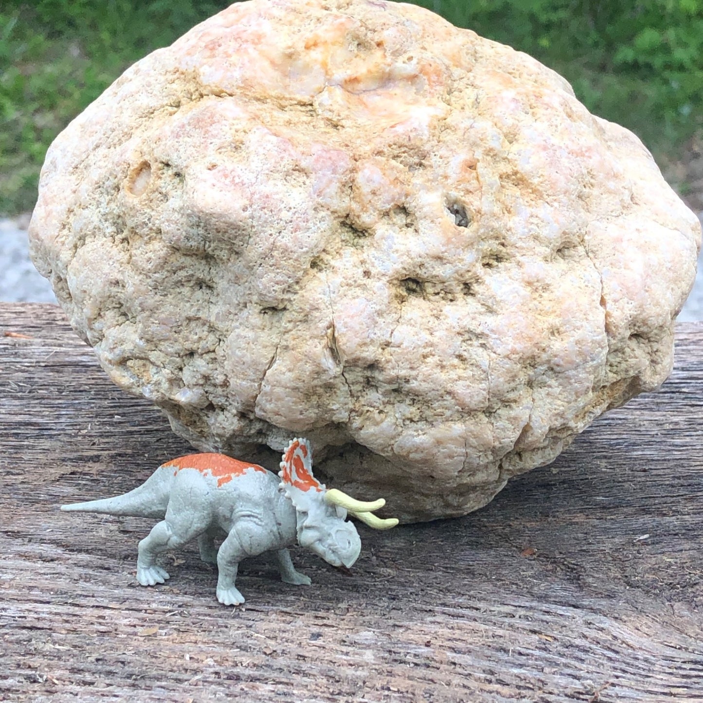 Unopened Kentucky Geode — 7" Wide Large Display Nodule, Crack Your Own