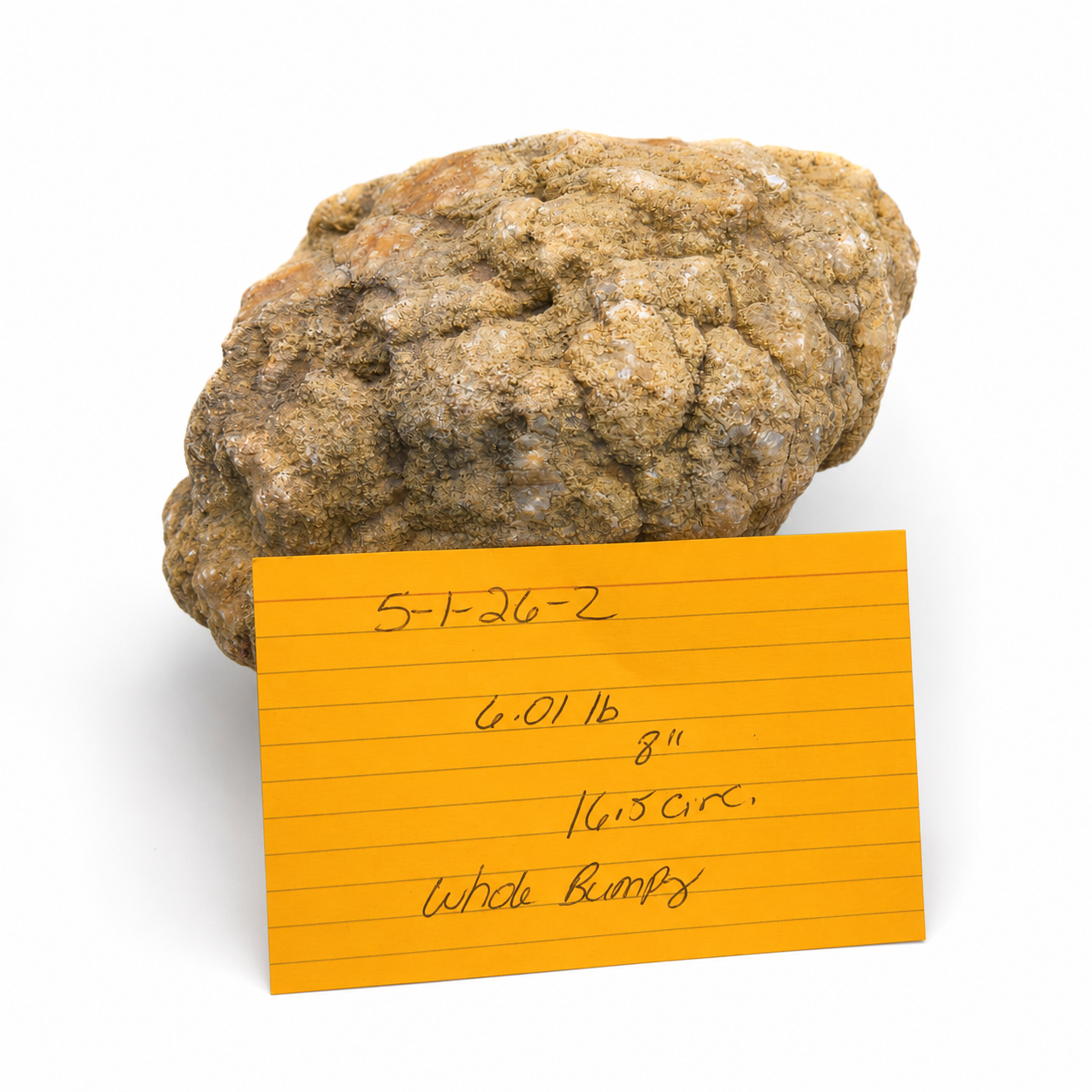 Kentucky Geode, 6.01 lb Whole Unopened Natural Quartz Crystal Rock, 6 Inch – Fishing Creek, KY