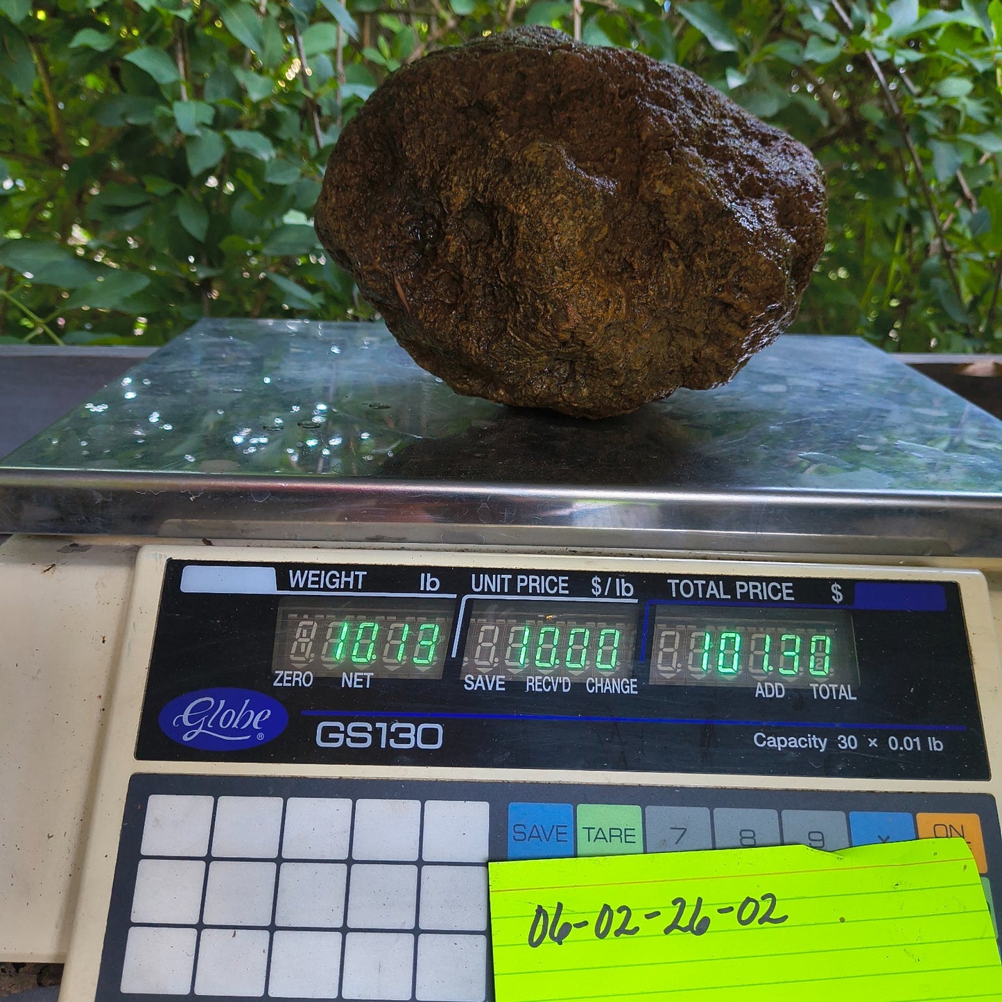 10.13 lb Kentucky Geode, Unopened, Natural Crystal Geode + Bonus – Hand-Collected at Fishing Creek, KY