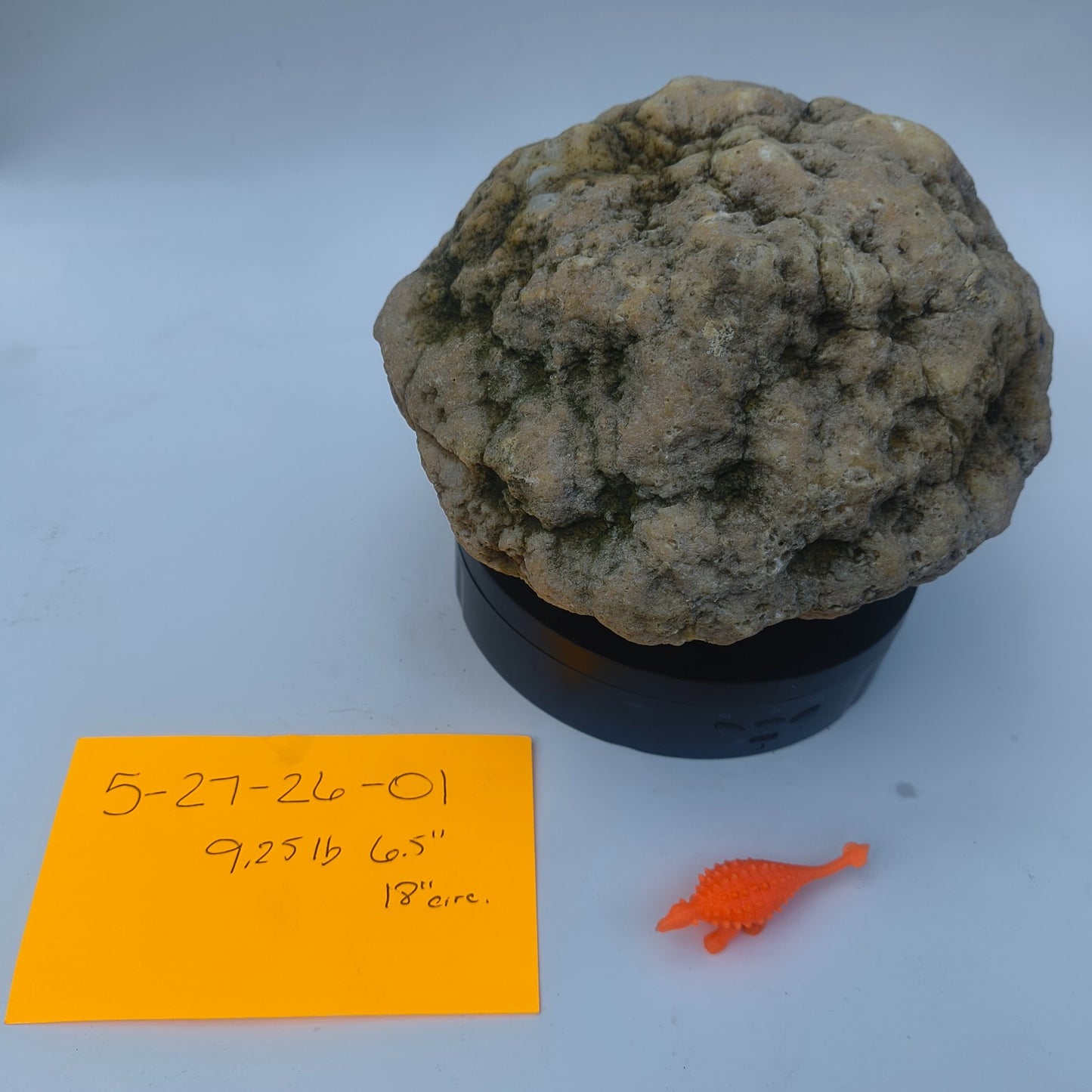 9.25 lb Unopened Large Geode Nodule, Natural Kentucky Crystal Quartz, Uncut – Fishing Creek, KY