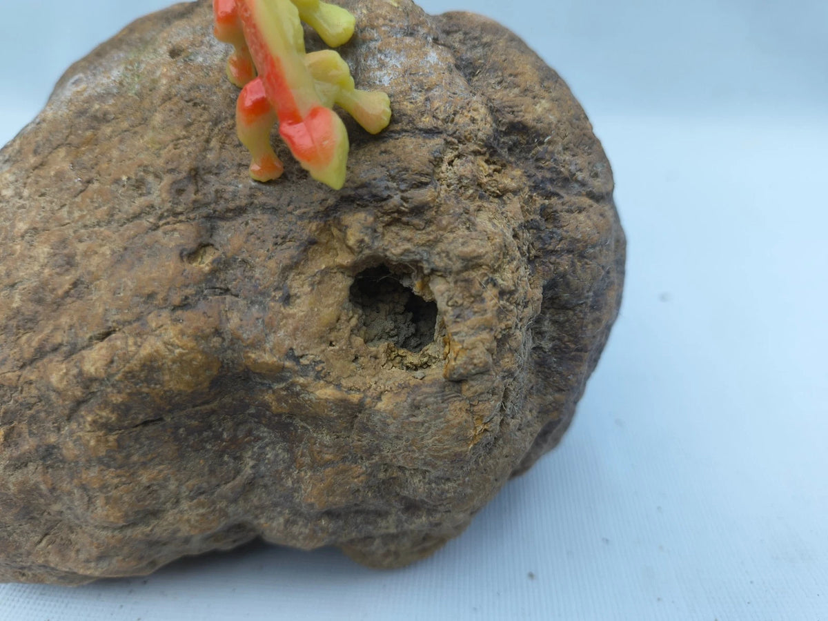 4.44 lb Kentucky geode - photo 10