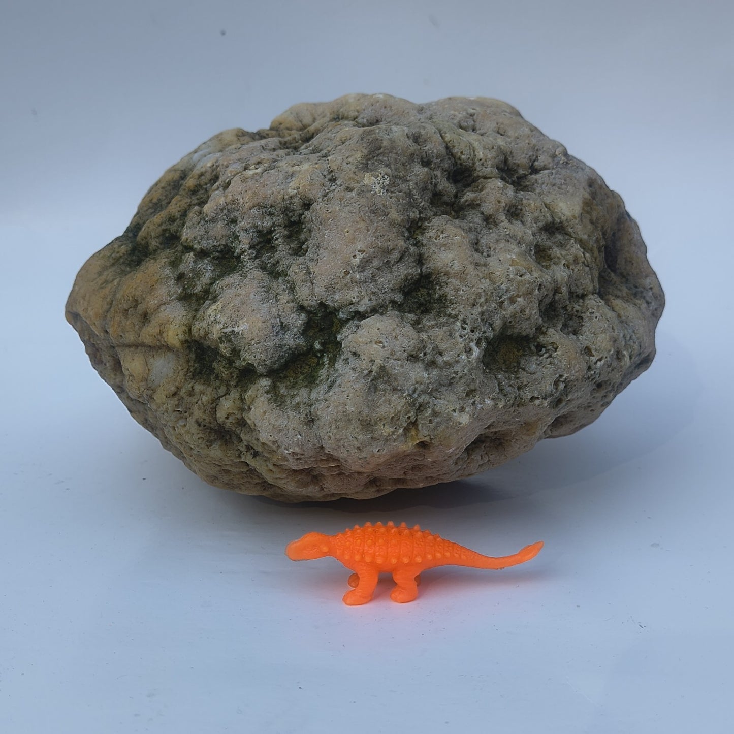 9.25 lb Unopened Large Geode Nodule, Natural Kentucky Crystal Quartz, Uncut – Fishing Creek, KY