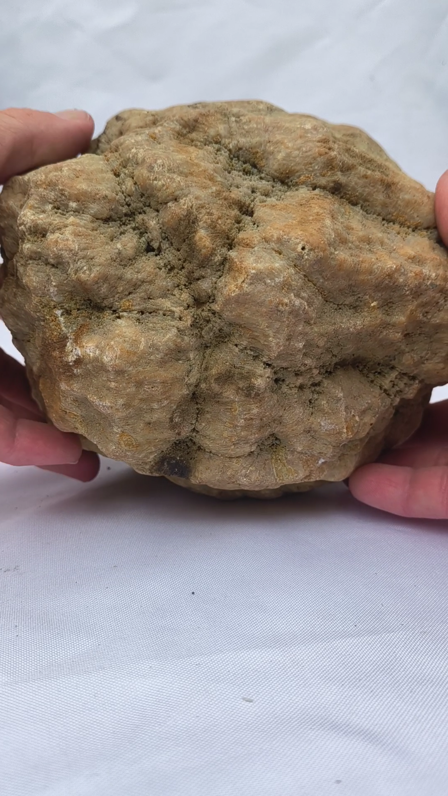8 lb 12 oz Unopened Kentucky Geode, Break Your Own Giant Statement Piece – Fishing Creek, KY