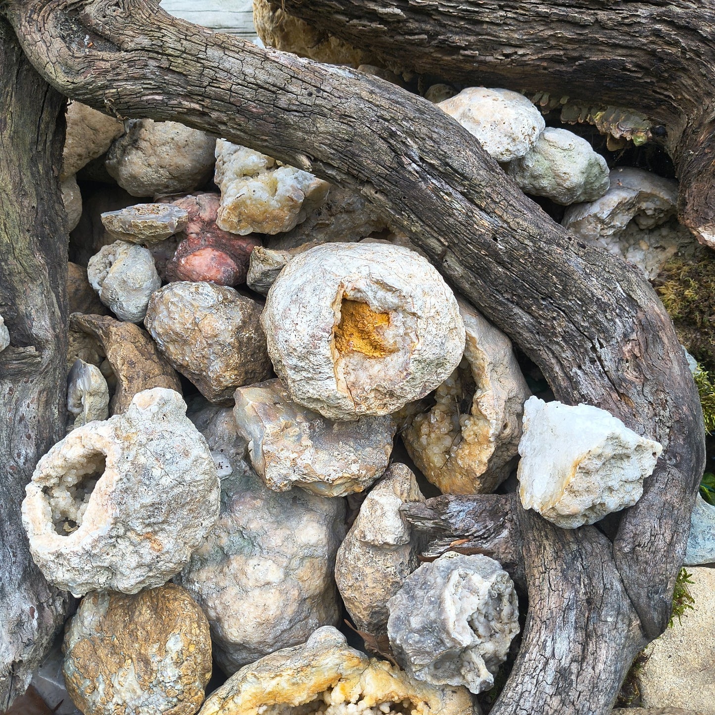 Kentucky Geode Crystal Opening, Natural Rock Specimen, Real Kentucky Geode – Fishing Creek, KY