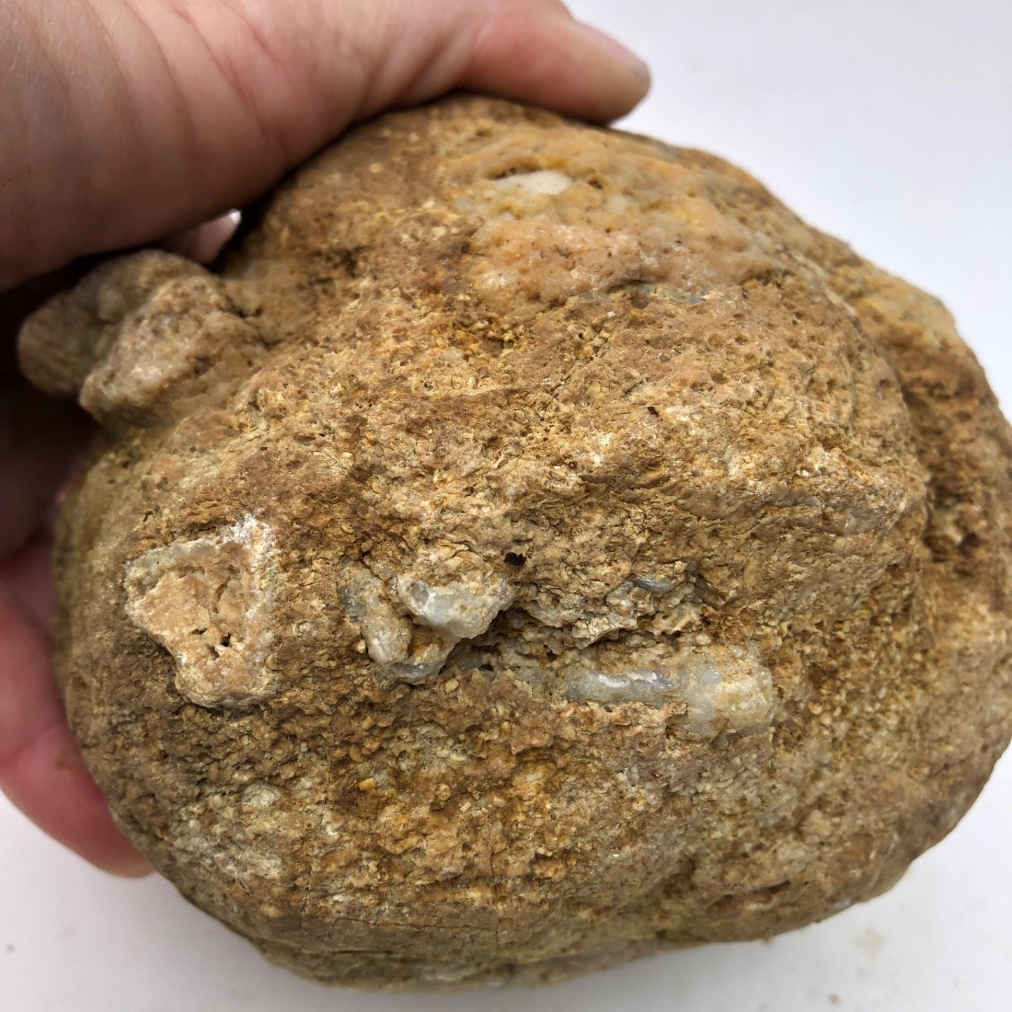 4 lb Unopened Kentucky Geode Rattler, Break Your Own, Hand Picked Natural Quartz – Fishing Creek, KY