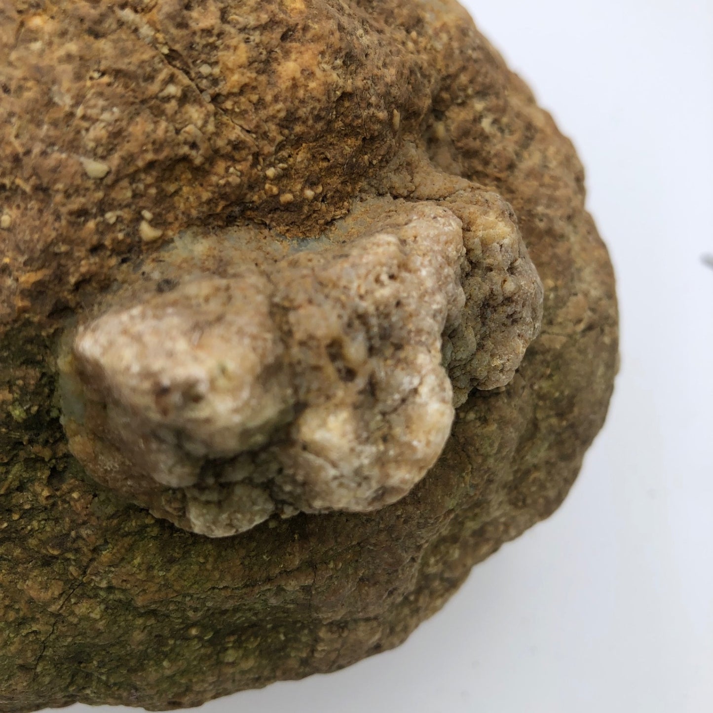 4 lb Unopened Kentucky Geode Rattler, Break Your Own, Hand Picked Natural Quartz – Fishing Creek, KY