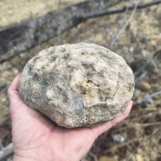 Authentic Kentucky Geode, 6 Inch, Unopened Exact Specimen, Natural Crystal Inside, 3lb – Fishing Creek, KY
