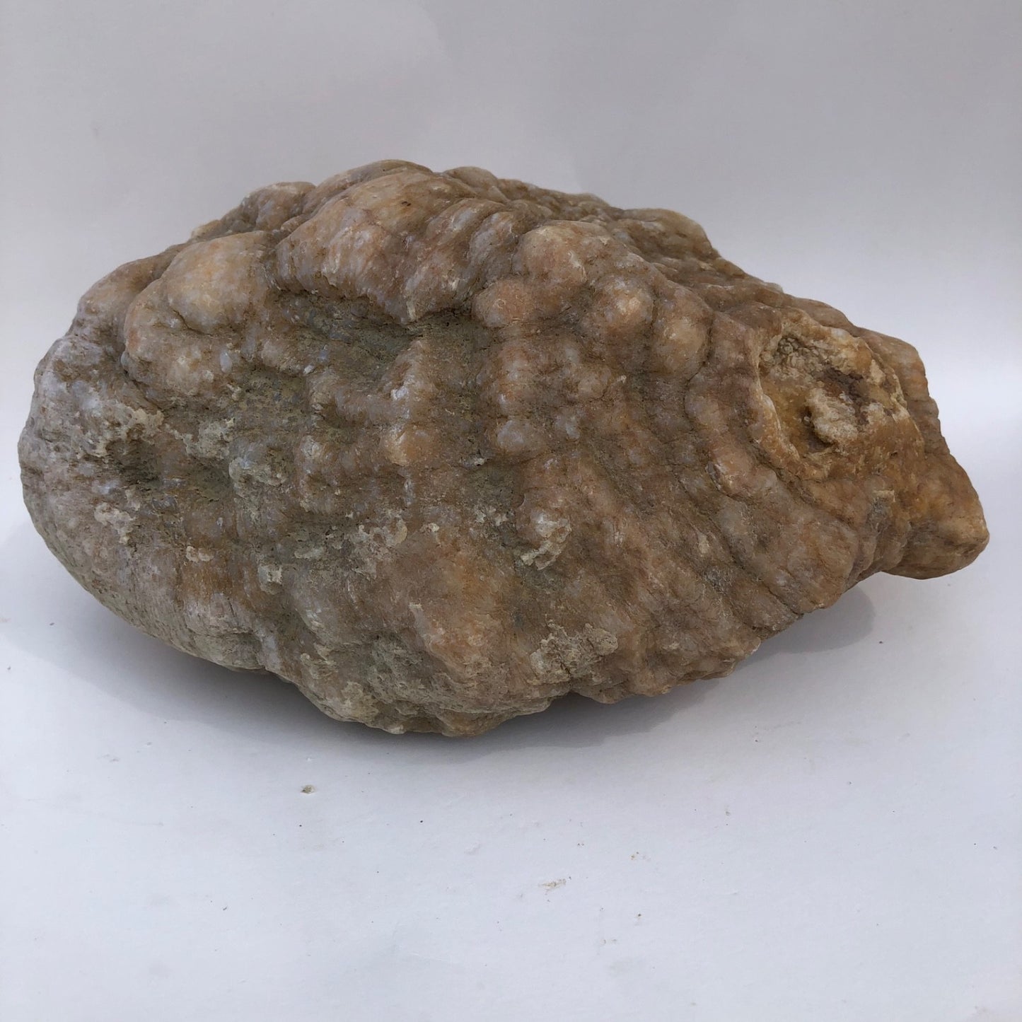 18.44 lb Kentucky Thunder Egg Geode, Lincoln County, Nodular Chalcedony, Uncut – Fishing Creek, KY