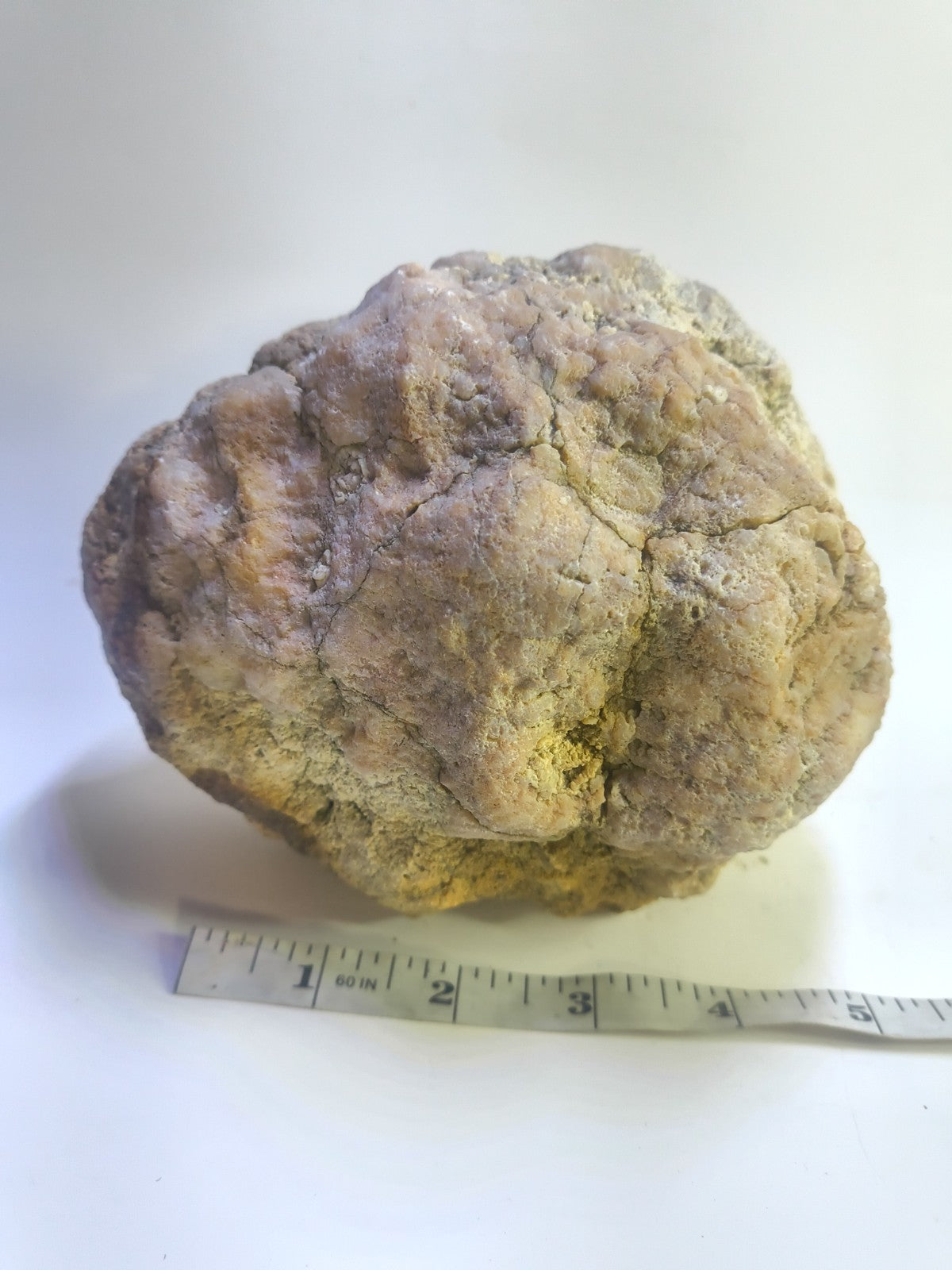 Exact Kentucky Geode Rattler, 7 Inch Hollow Crystal Specimen, Unopened 17 Inch Circ – Fishing Creek, KY