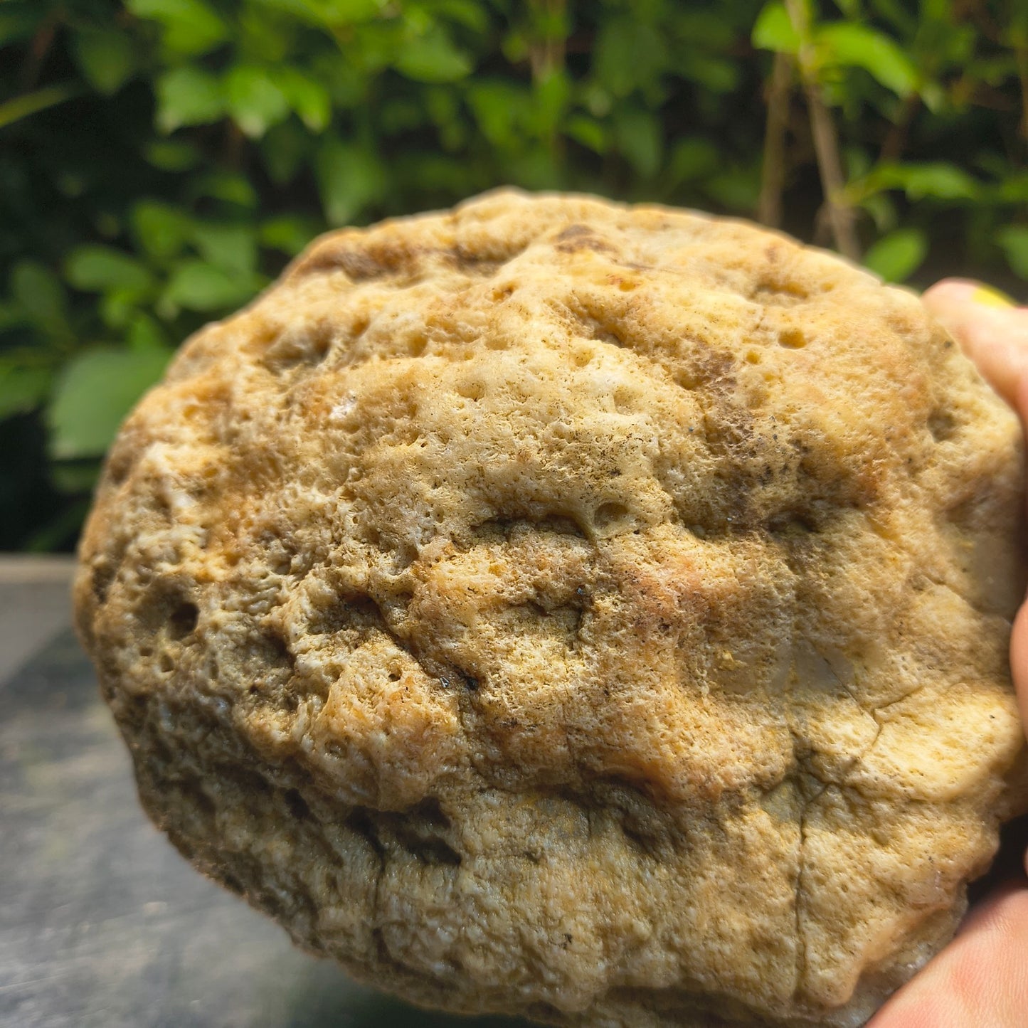 2.84 lb Kentucky Rattler Geode, Exact Unopened Natural Crystal Specimen – Fishing Creek, KY