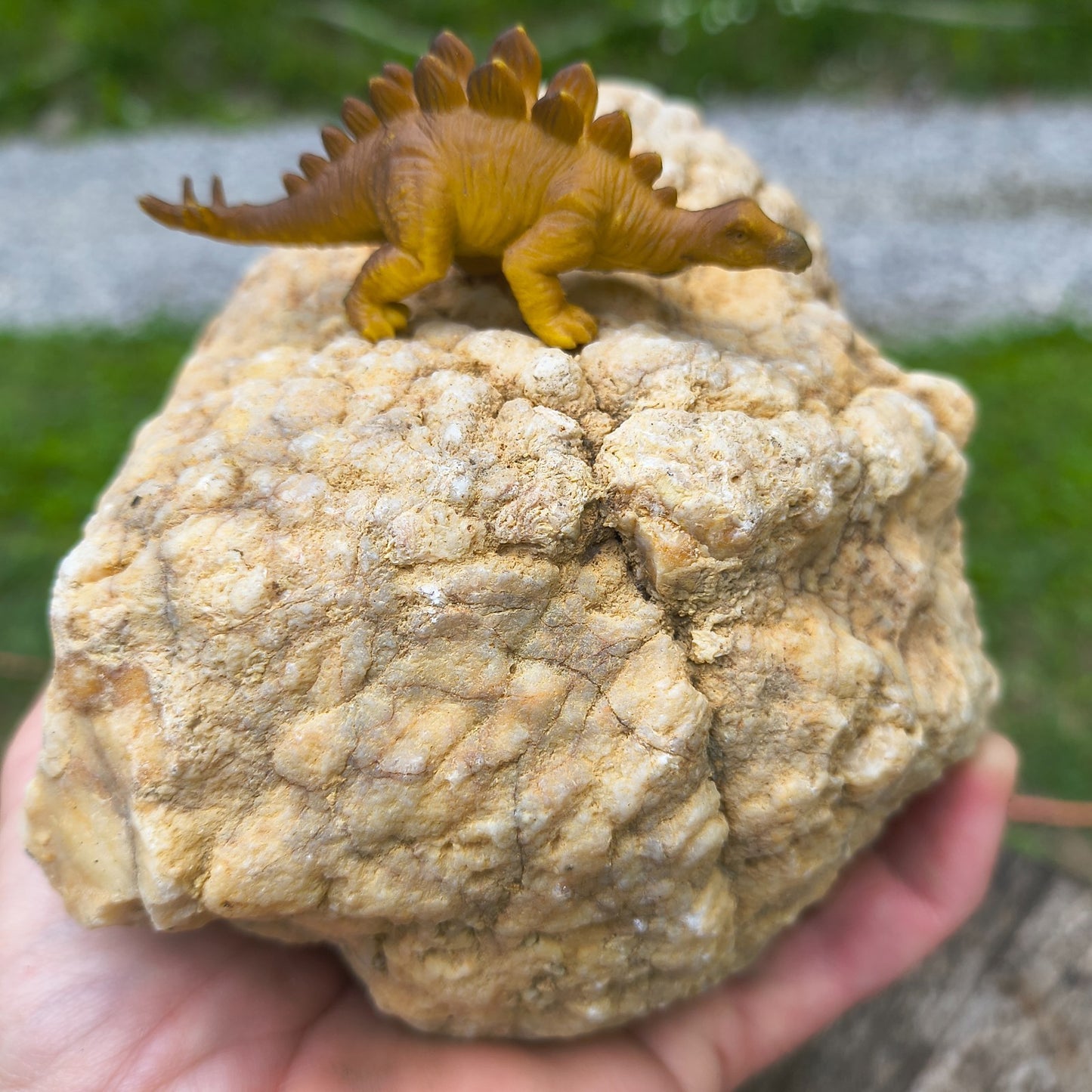 3.67 lb Natural Kentucky Geode, Unopened Whole Exact Specimen, 14 Inch Circ, Bonus – Fishing Creek, KY