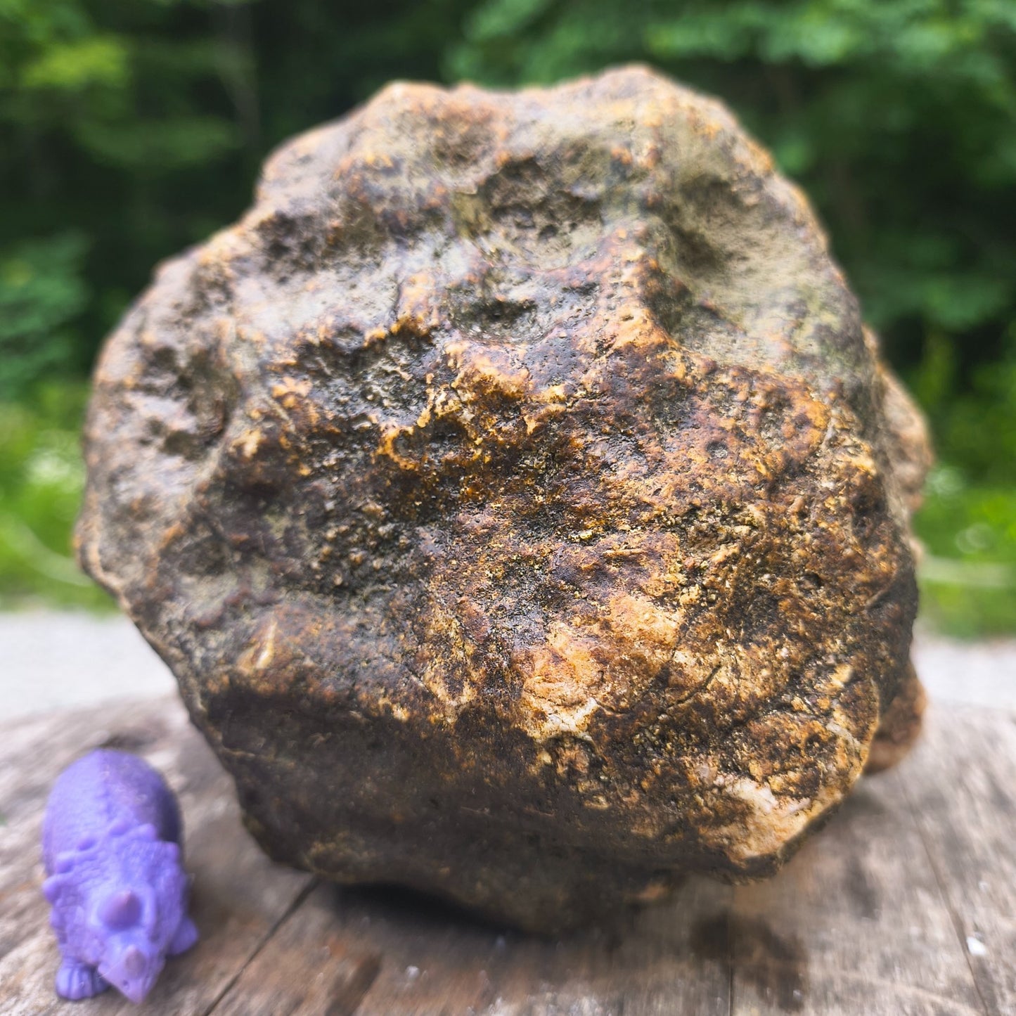 Unopened Kentucky Geode — 5.40 lb, 16" Circ, Bonus Mineral ID Card Included