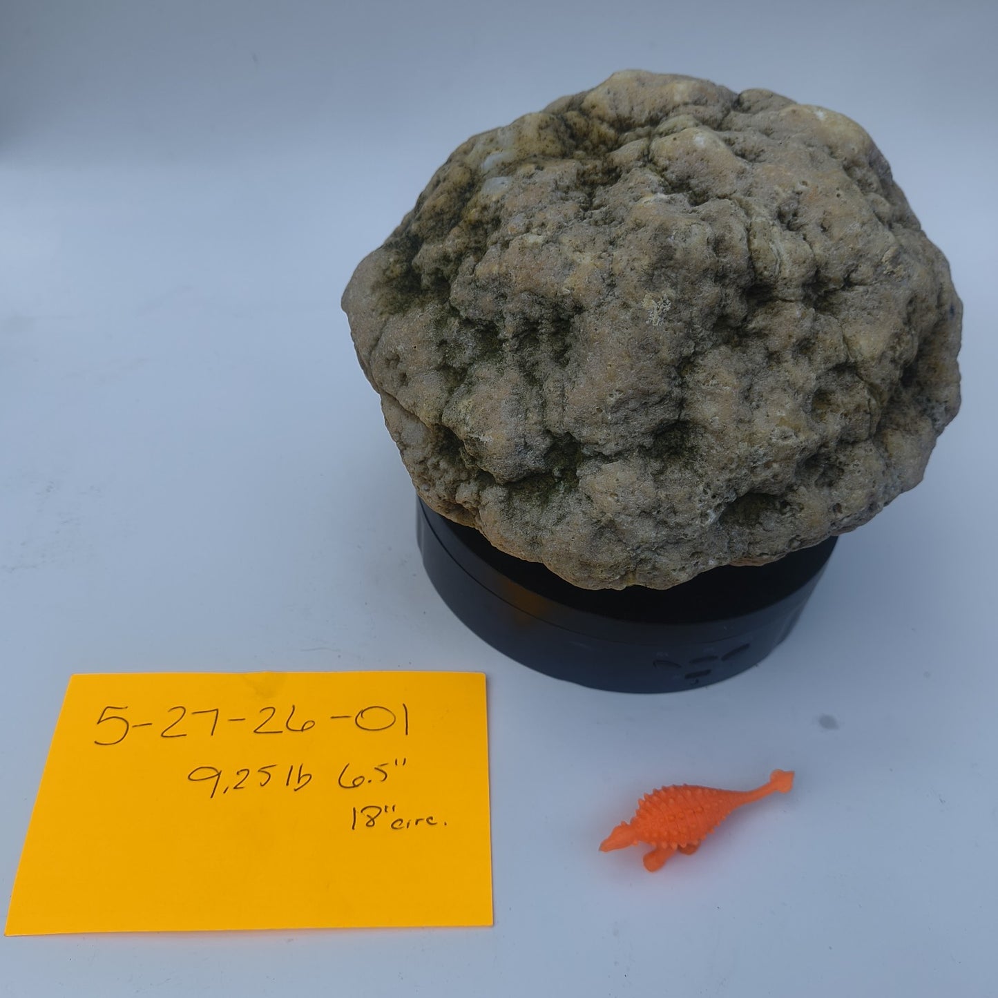 9.25 lb Unopened Large Geode Nodule, Natural Kentucky Crystal Quartz, Uncut – Fishing Creek, KY