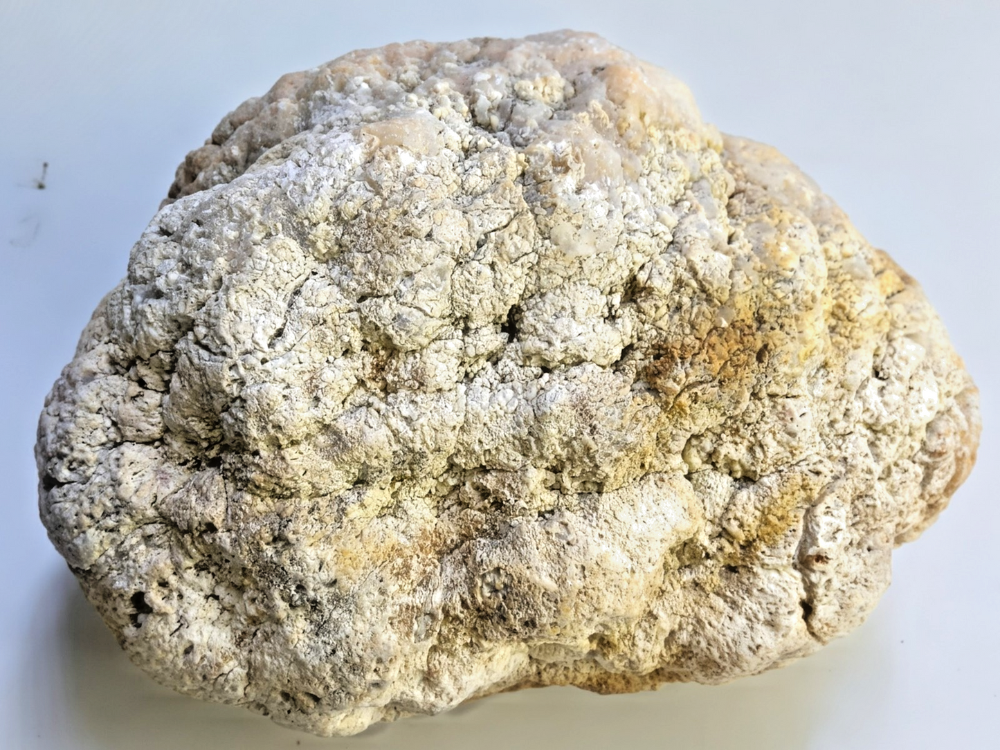 Exact Kentucky Geode Rattler, 7 Inch Hollow Crystal Specimen, Unopened 17 Inch Circ – Fishing Creek, KY