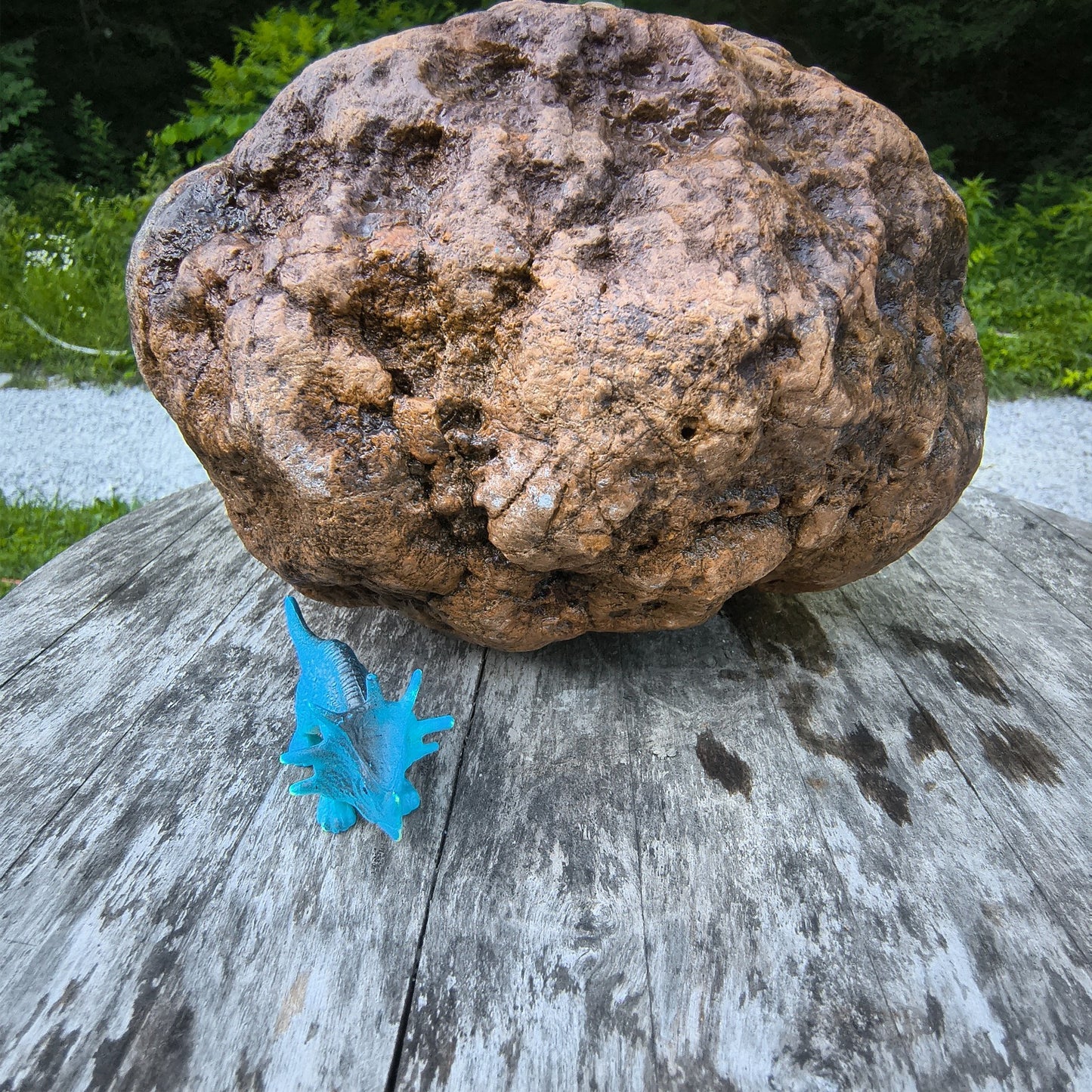 10.07 lb Kentucky Geode, Unopened, Natural Crystal Geode + Bonus – Hand-Collected at Fishing Creek, KY