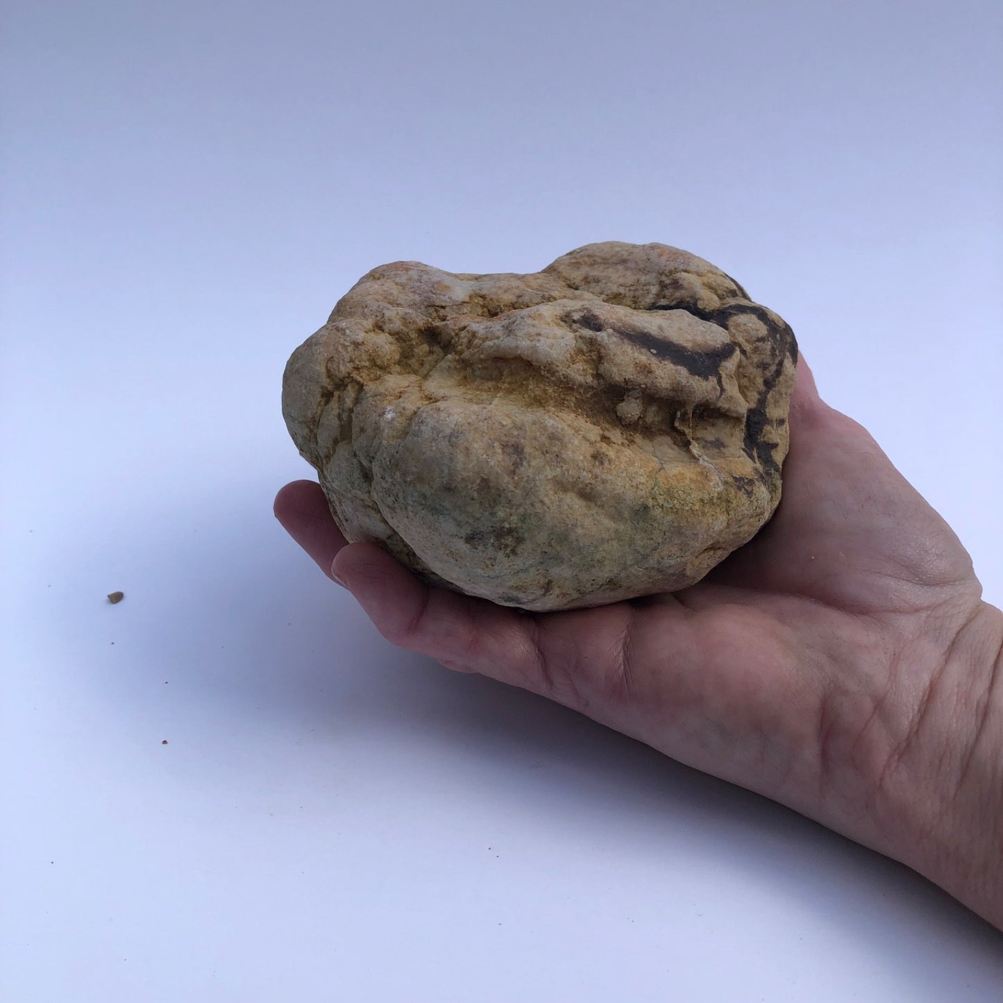 1.28 lb Kentucky Geode Hollow Nodule, Unopened, Natural Quartz Crystal Rock – Hand-Collected at Fishing Creek, KY
