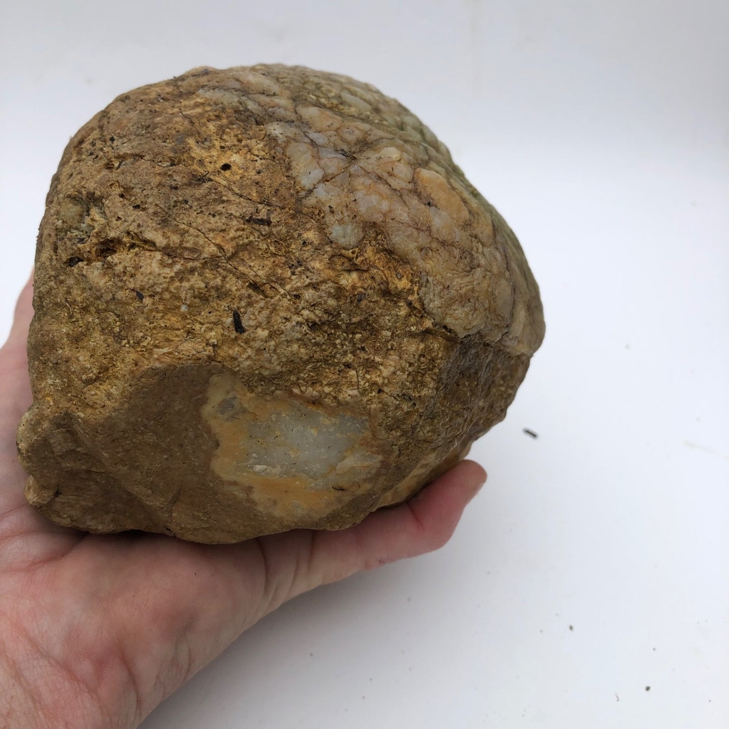4 lb Unopened Kentucky Geode Rattler, Break Your Own, Hand Picked Natural Quartz – Fishing Creek, KY