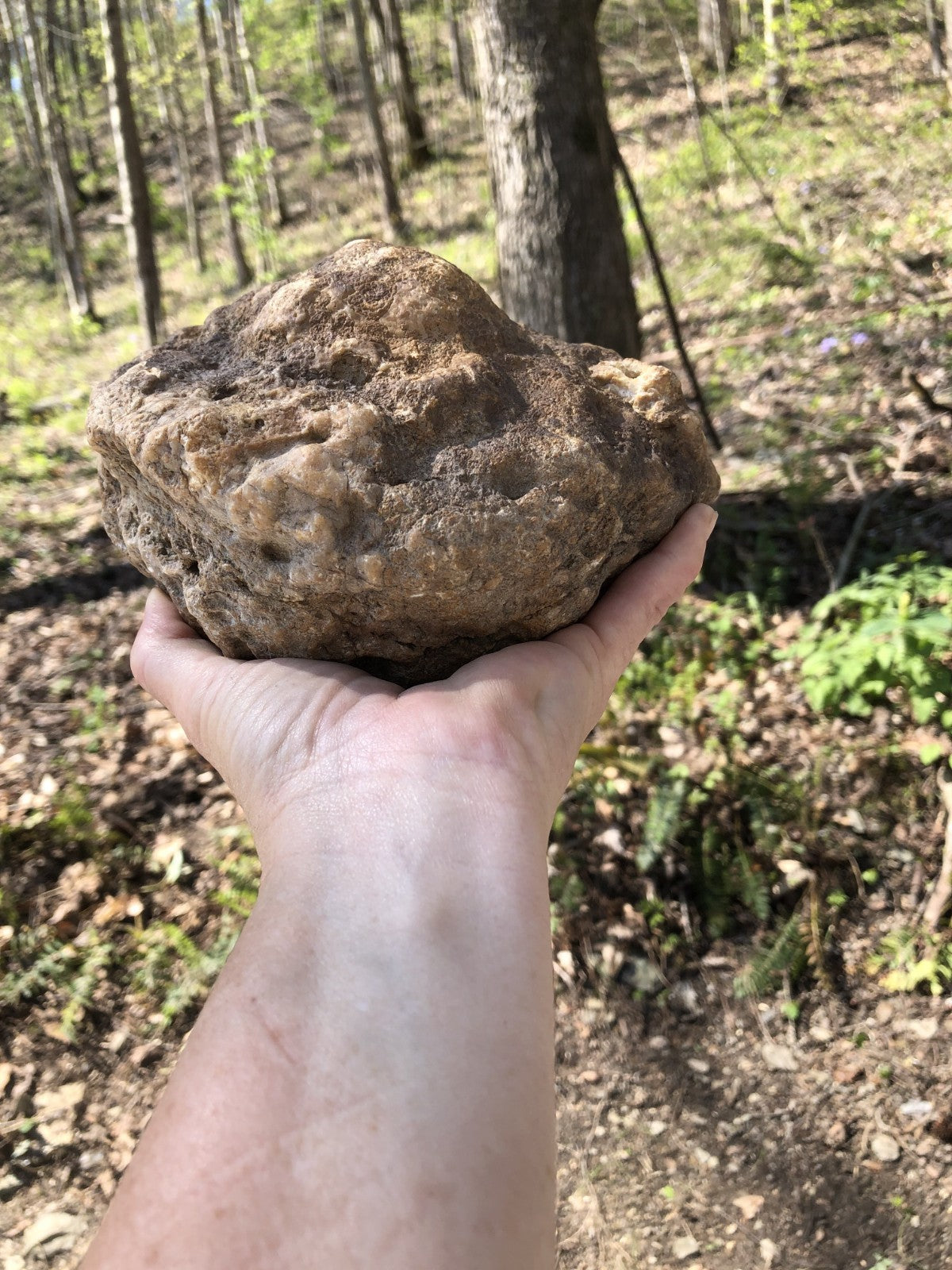 Huge 7 Inch Unopened Kentucky Geode, 6.8lb Natural Quartz Crystal Nodule, Uncut Stone – Fishing Creek, KY