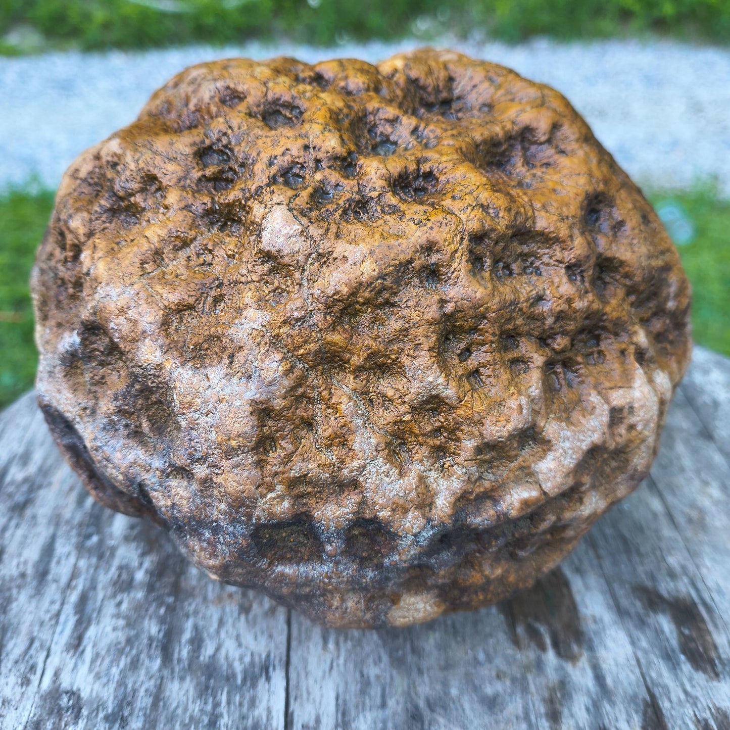 10.07 lb Kentucky Geode, Unopened, Natural Crystal Geode + Bonus – Hand-Collected at Fishing Creek, KY