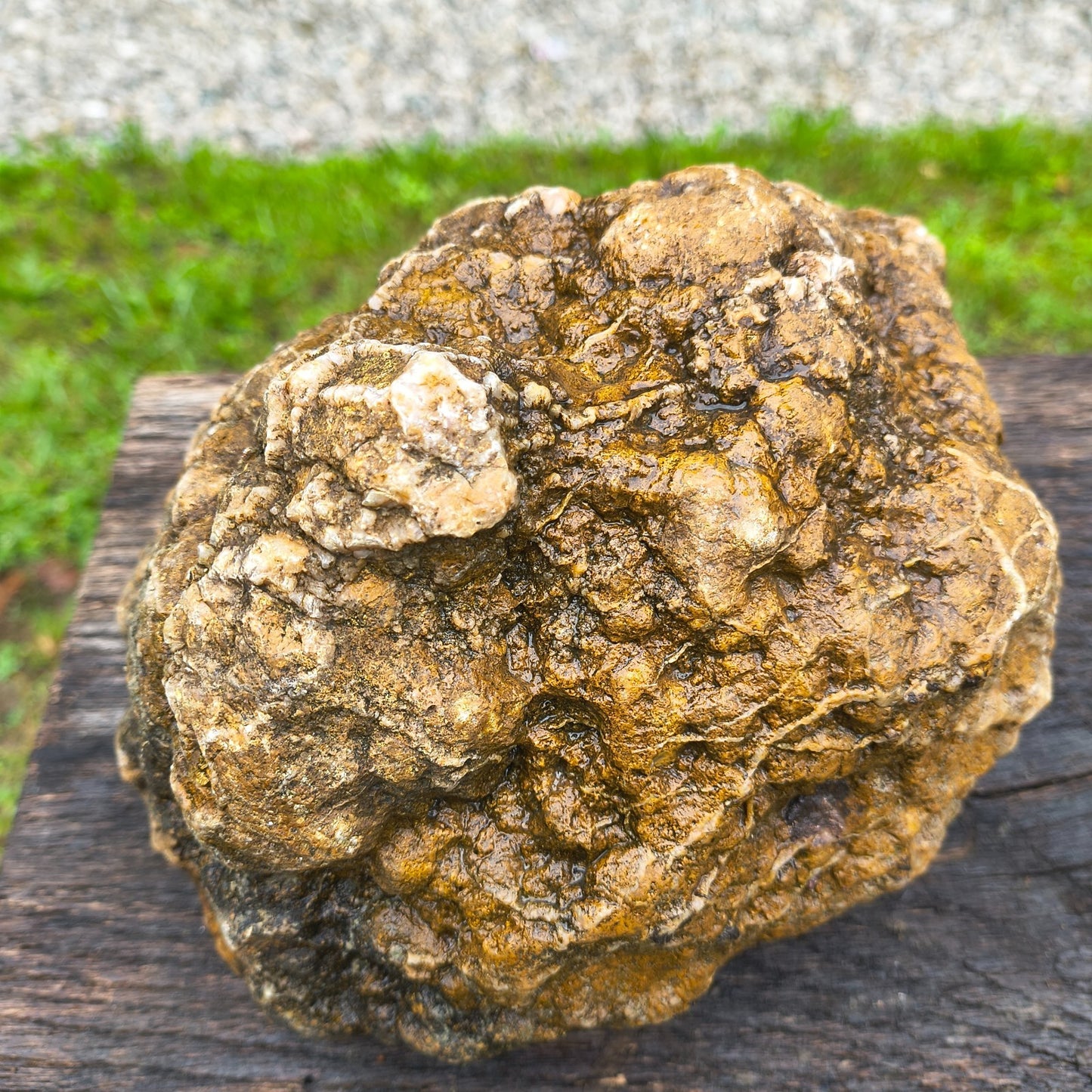 Large Kentucky Geode, Natural Unopened Crystal Geode, Collector Specimen – Fishing Creek, KY