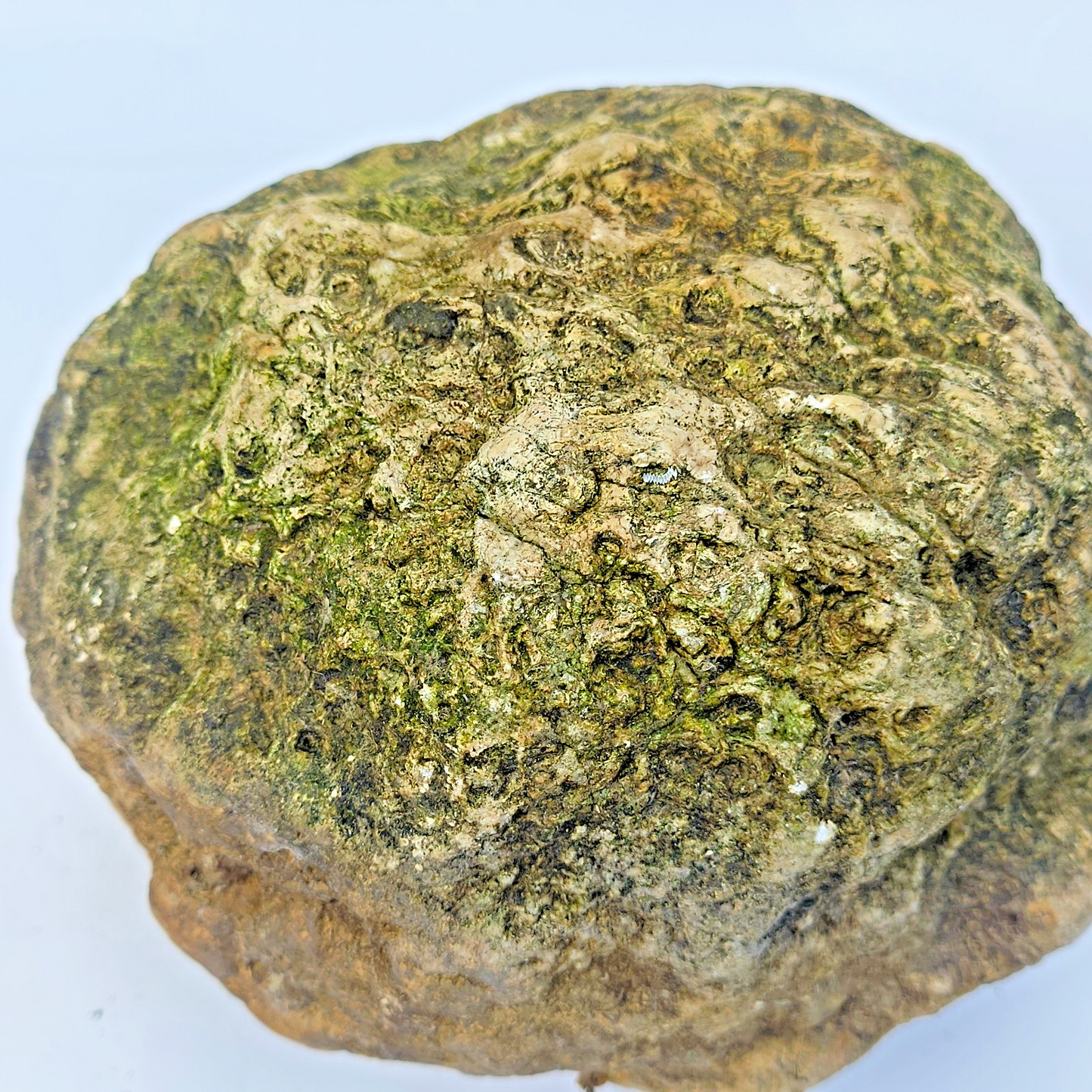 10.14 lb Unopened Large Geode Nodule, Natural Quartz Crystal, Uncut – Hand-Collected at Fishing Creek, KY