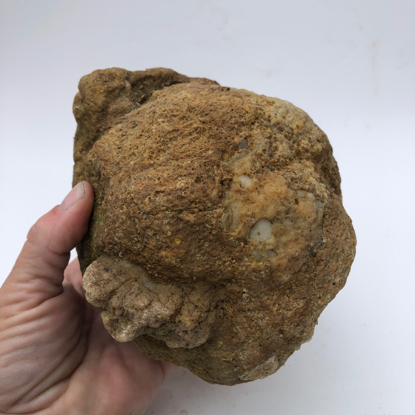 4 lb Unopened Kentucky Geode Rattler, Break Your Own, Hand Picked Natural Quartz – Fishing Creek, KY