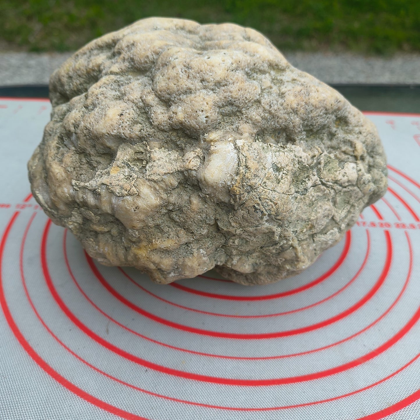 Kentucky Geode, Unopened Natural Quartz Crystal, Crack Your Own, 11.71 lb – Fishing Creek, KY