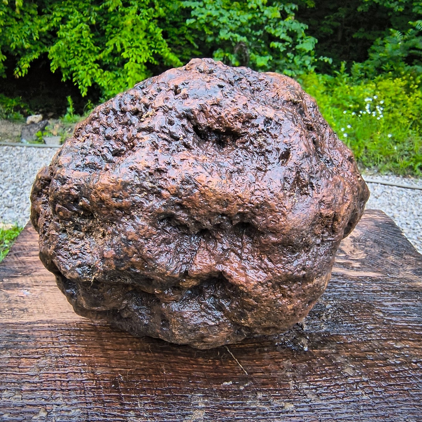 HUGE 16.67 lb Kentucky Geode, 24 Inch Circumference, Uncracked Potential Hollow Rock – Hand-Collected at Fishing Creek, KY