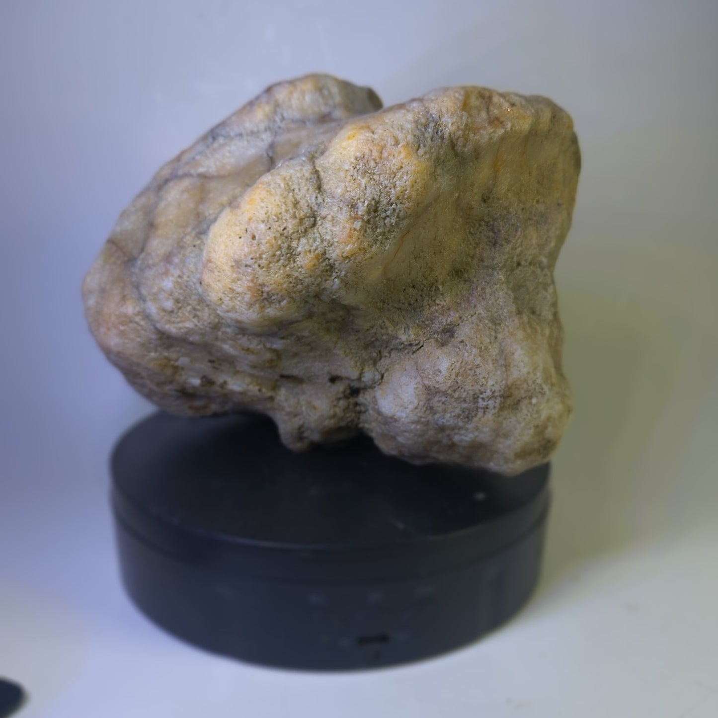 5.81 lb Kentucky Fossil Geode, Horn Coral Crinoid, 7.5 Inch, Hand Picked KY Natural – Fishing Creek, KY