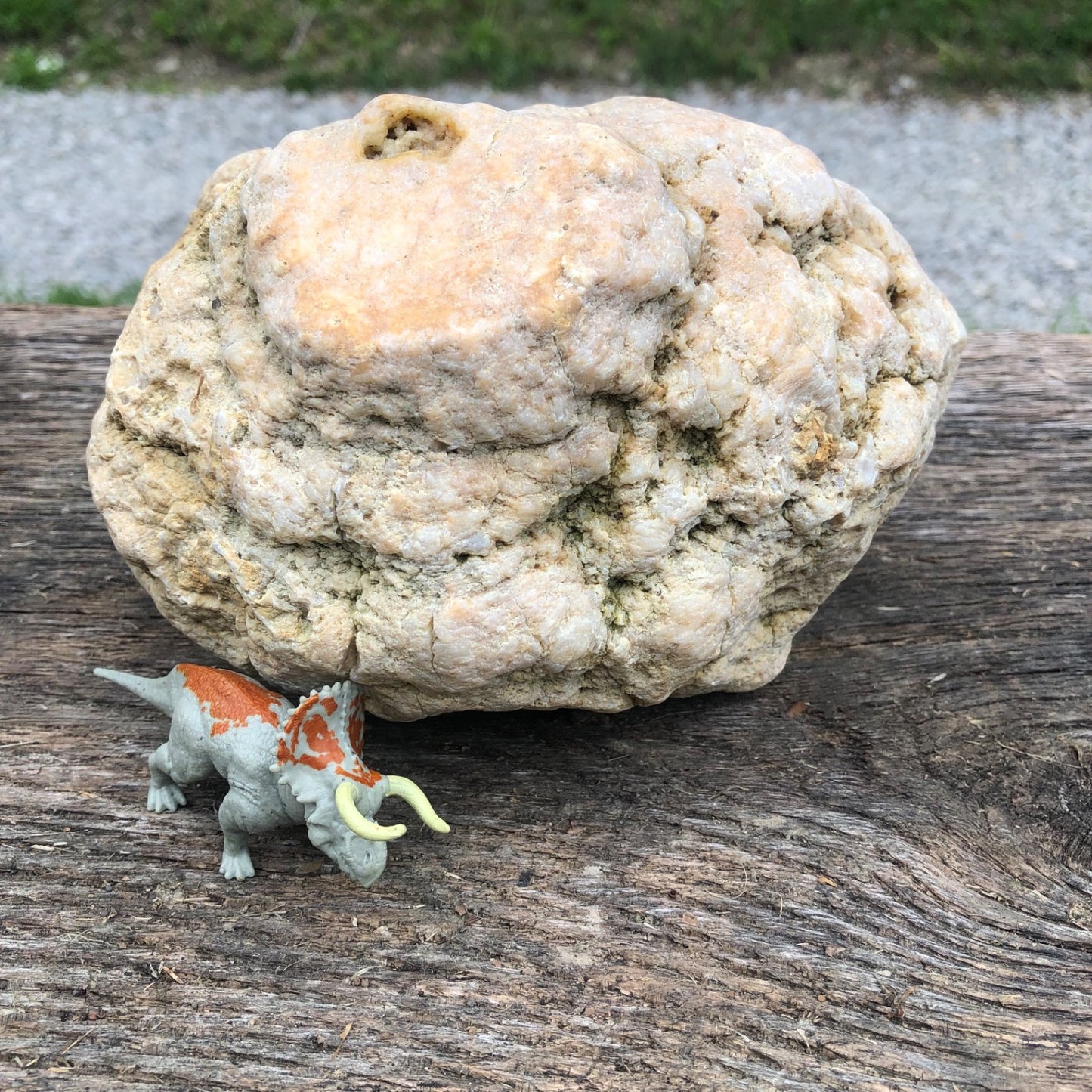 Unopened Kentucky Geode — 7" Wide Large Display Nodule, Crack Your Own
