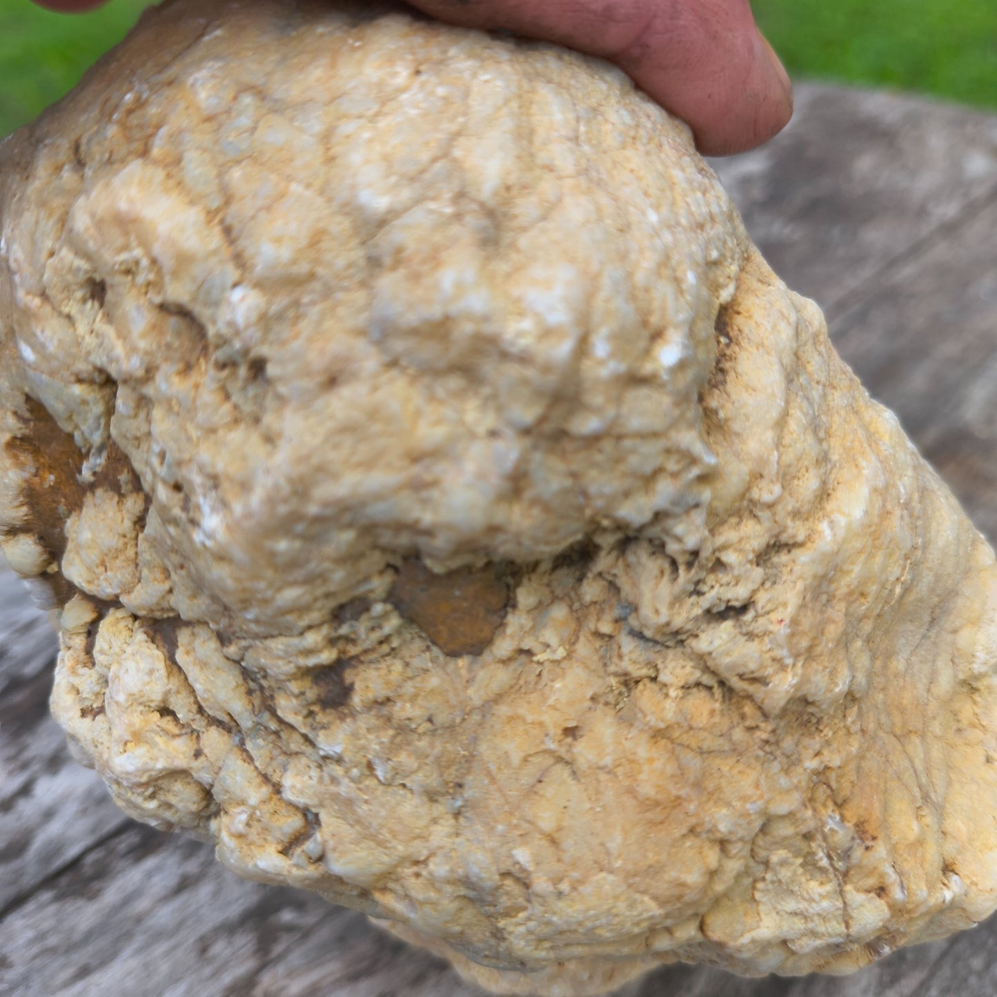3.67 lb Natural Kentucky Geode, Unopened Whole Exact Specimen, 14 Inch Circ, Bonus – Fishing Creek, KY