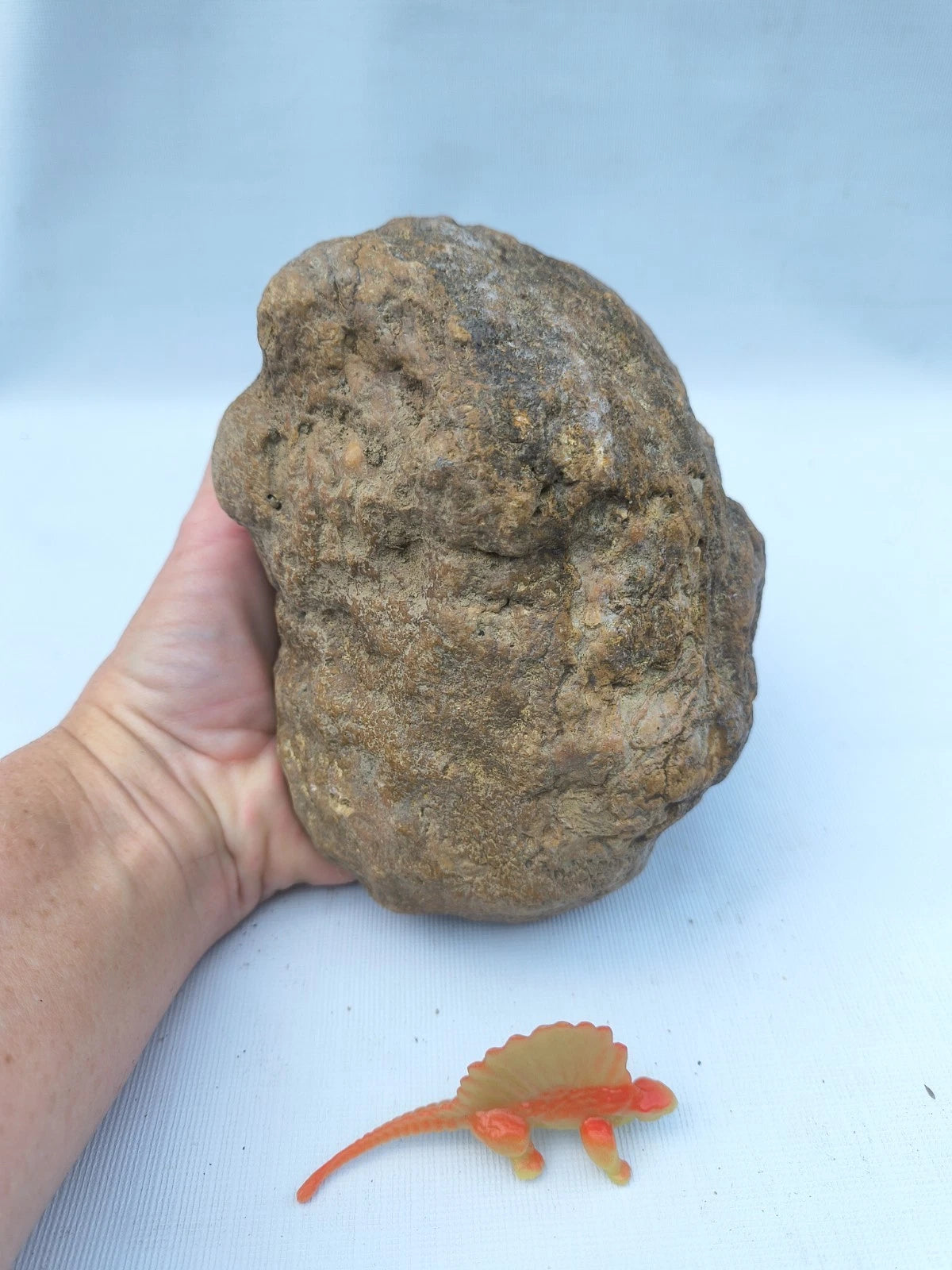 4.44 lb Kentucky geode - photo 6