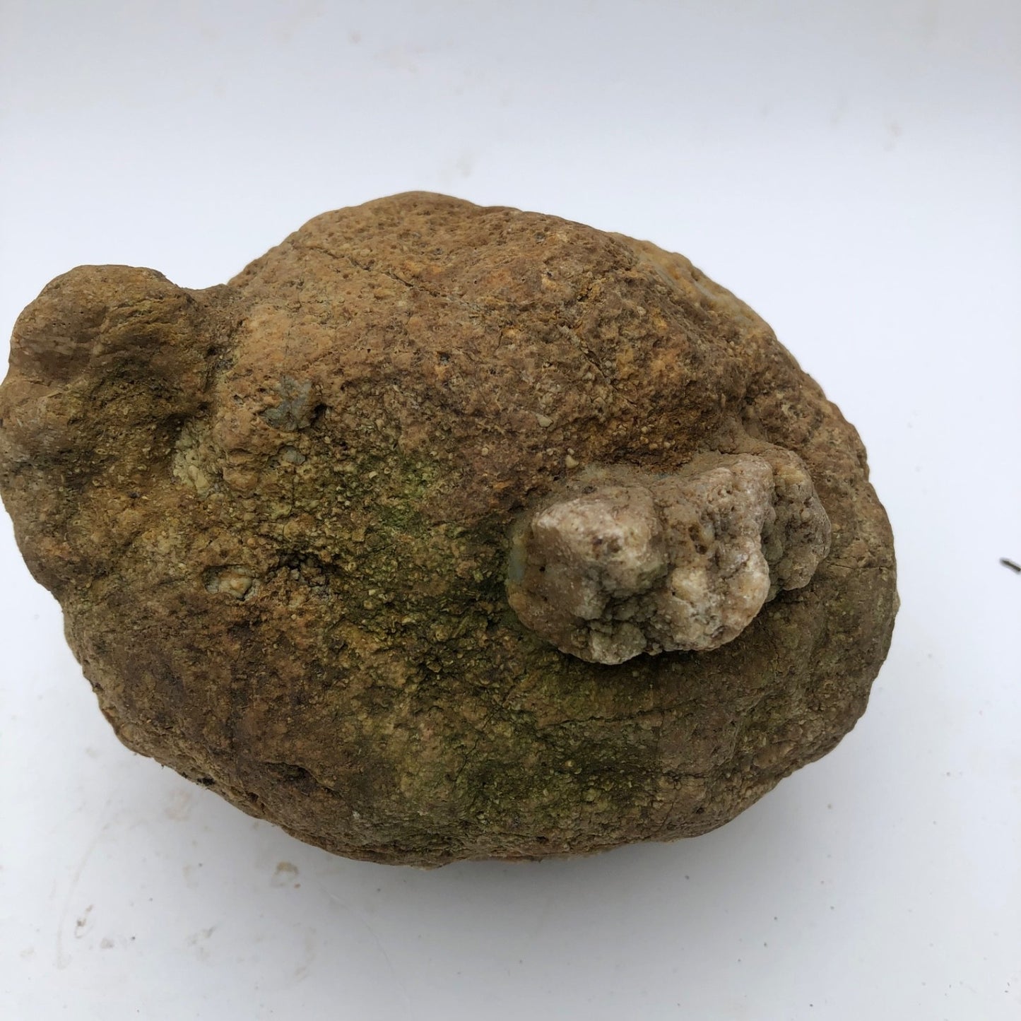 4 lb Unopened Kentucky Geode Rattler, Break Your Own, Hand Picked Natural Quartz – Fishing Creek, KY
