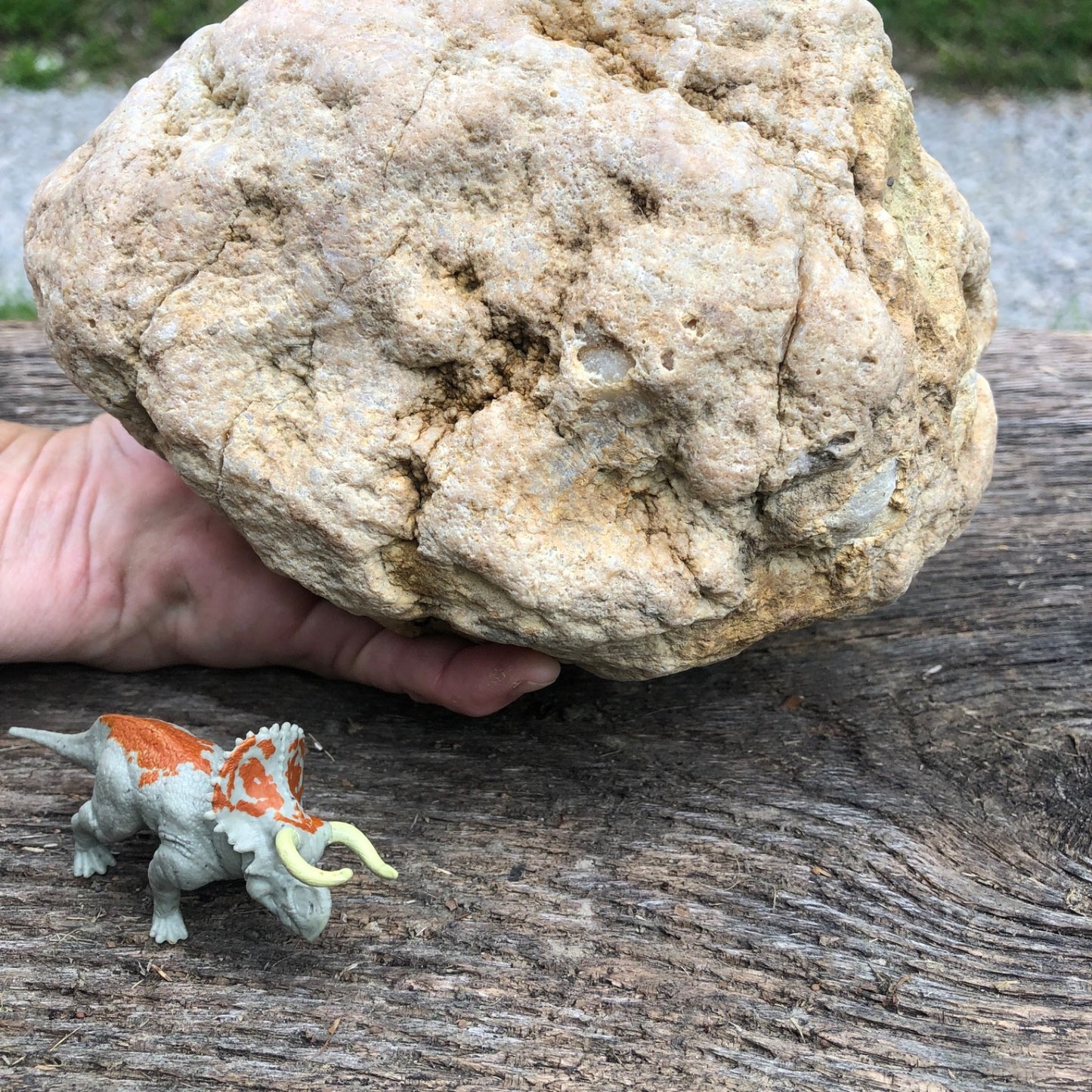 Unopened Kentucky Geode — 7" Wide Large Display Nodule, Crack Your Own