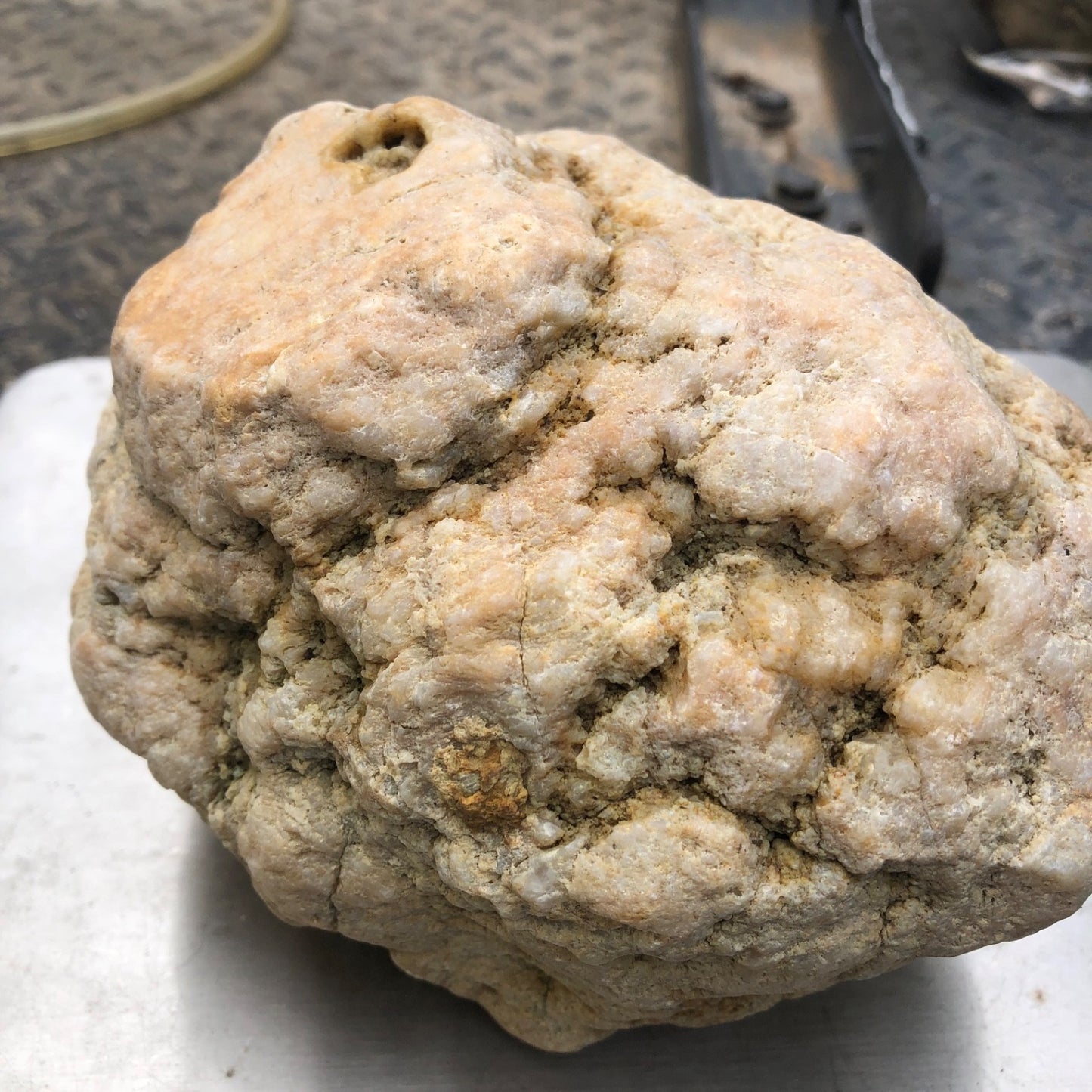 Unopened Kentucky Geode — 7" Wide Large Display Nodule, Crack Your Own